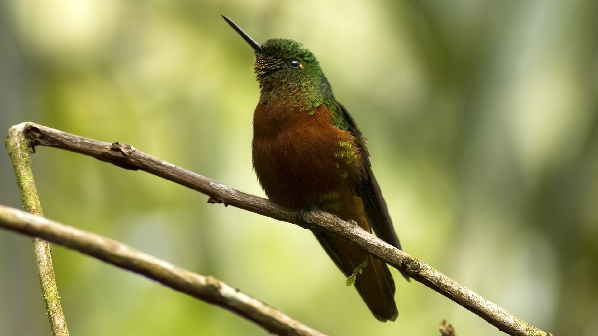 Chestnut-breasted Coronet