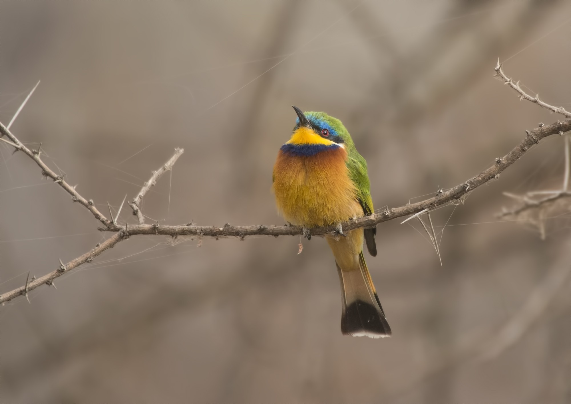 Little Bee-eater