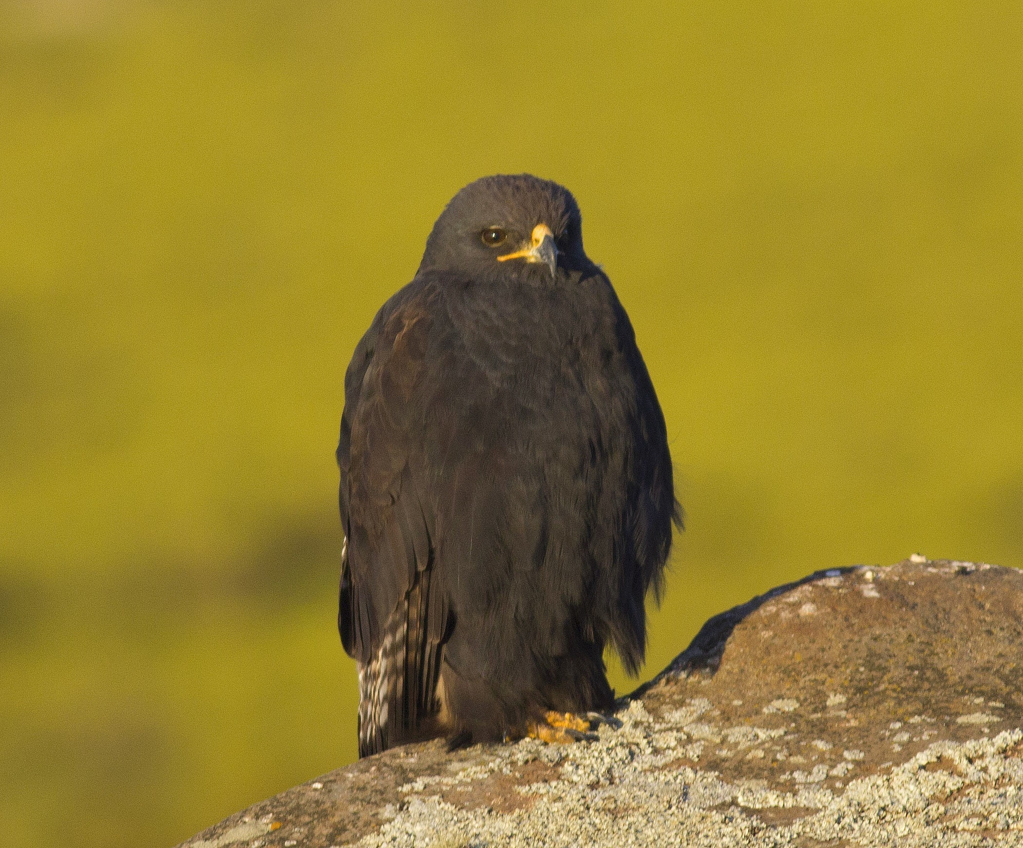 Augur Buzzard