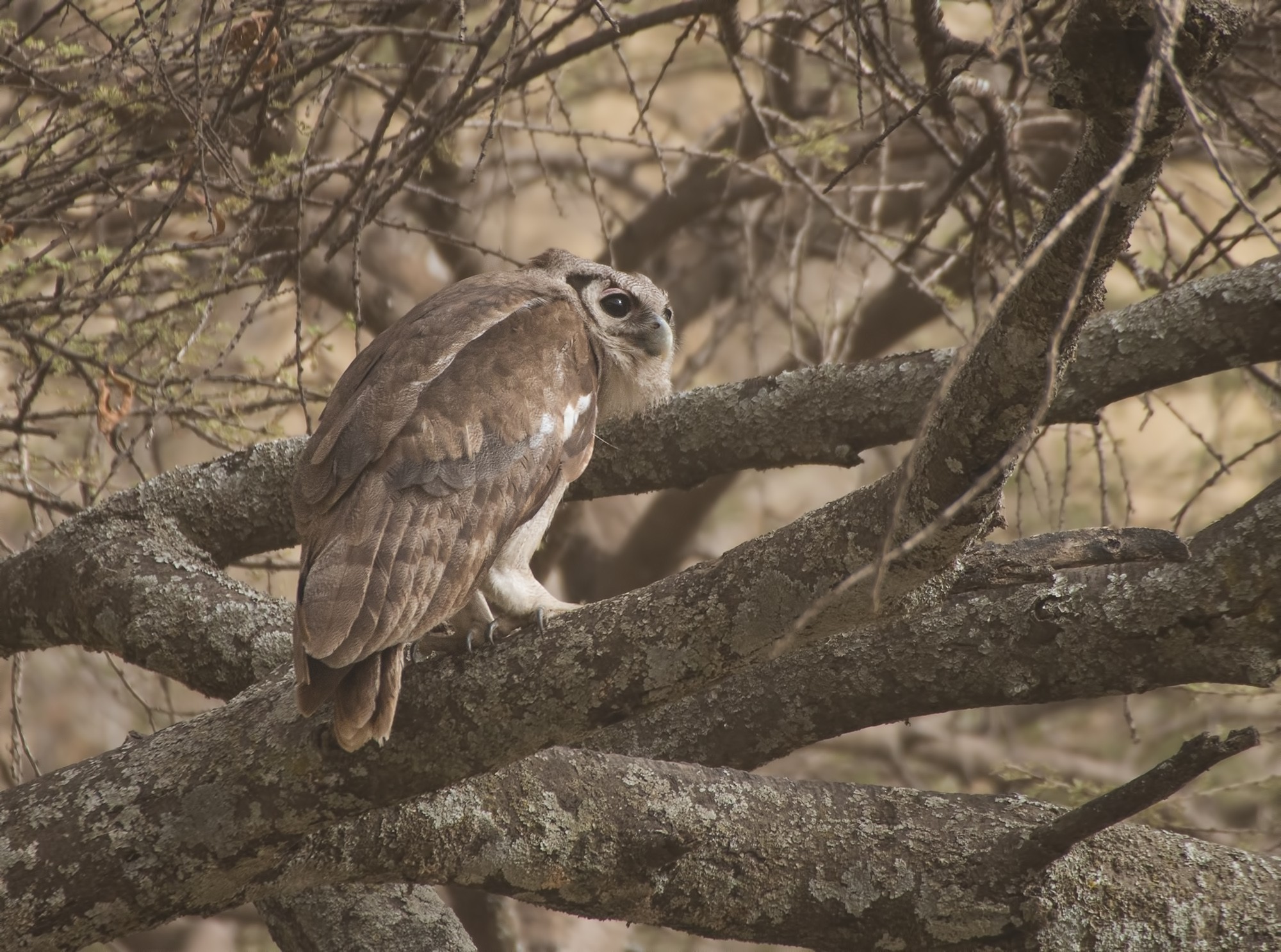 Verreaux's Eagle-owl