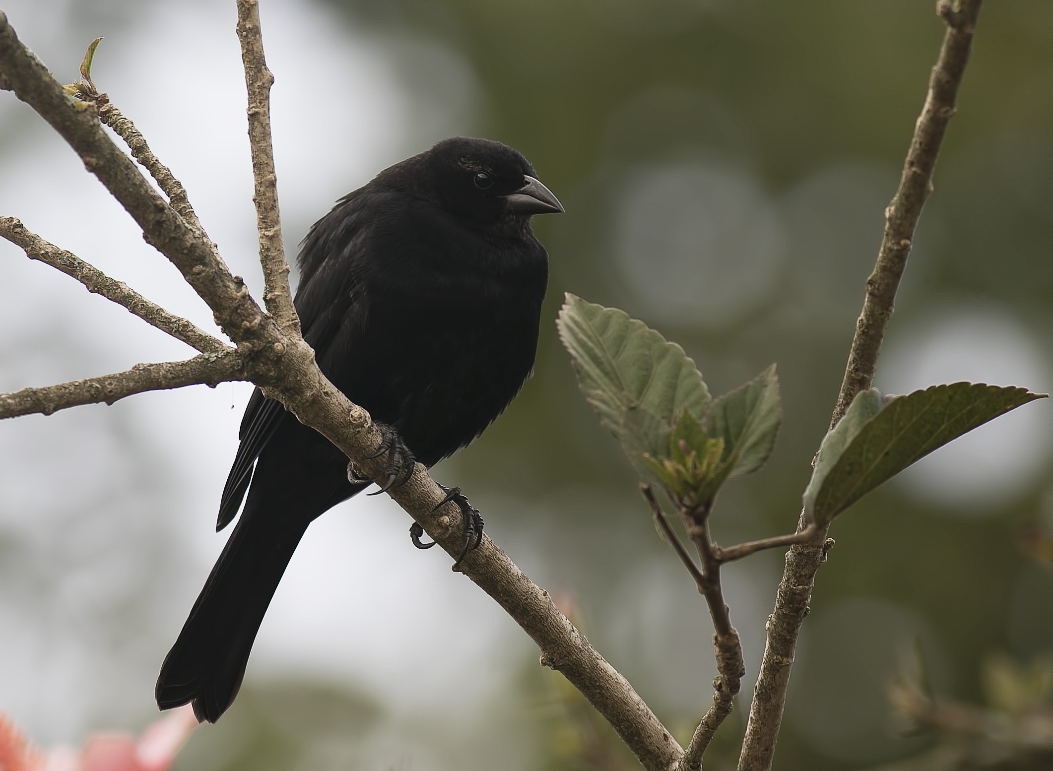 Variable Seedeater