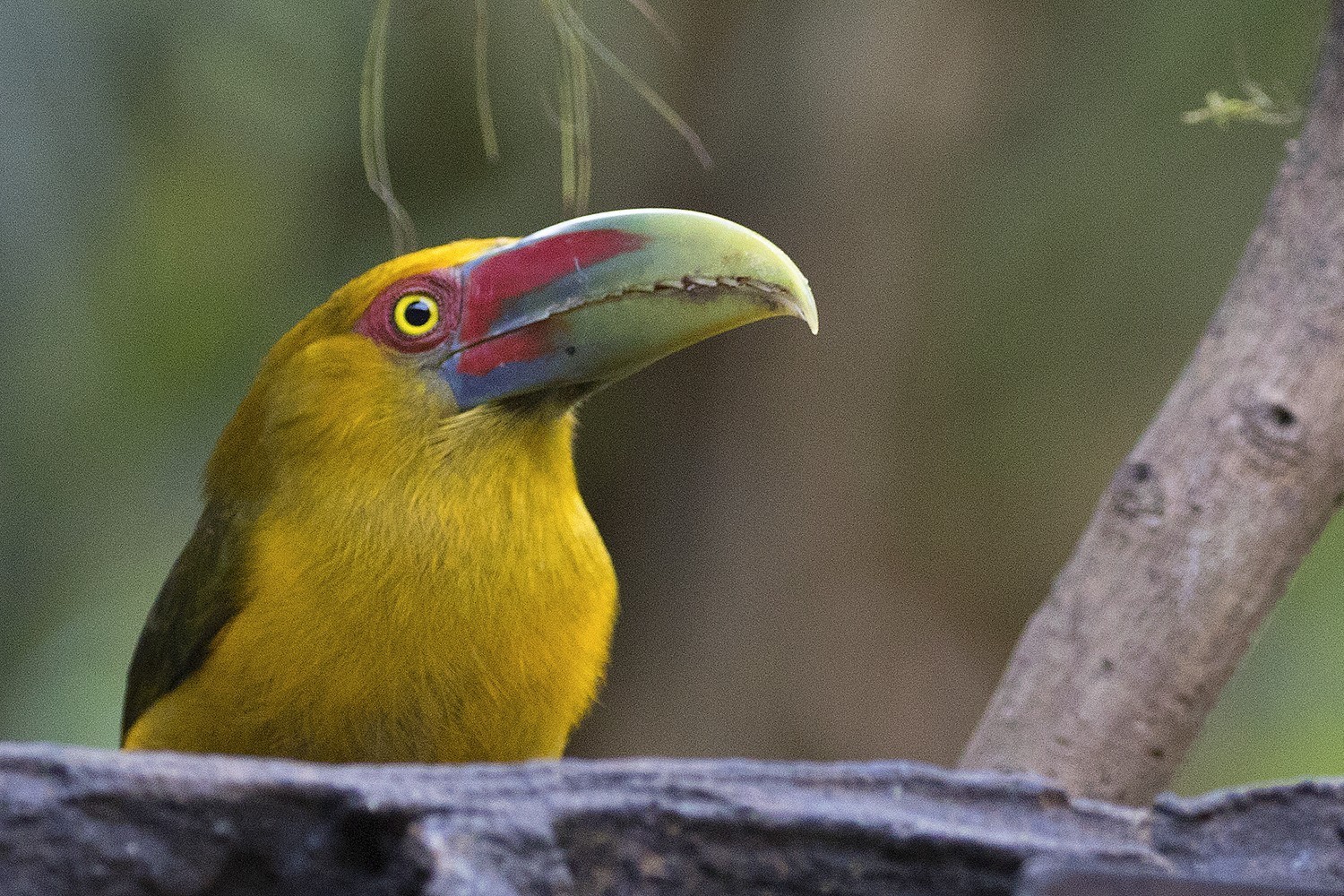 Saffron Finch