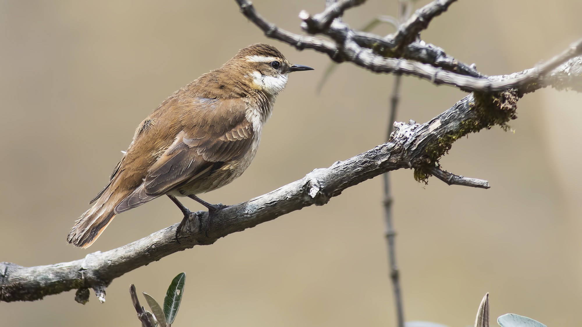 Bar-winged Cinclodes