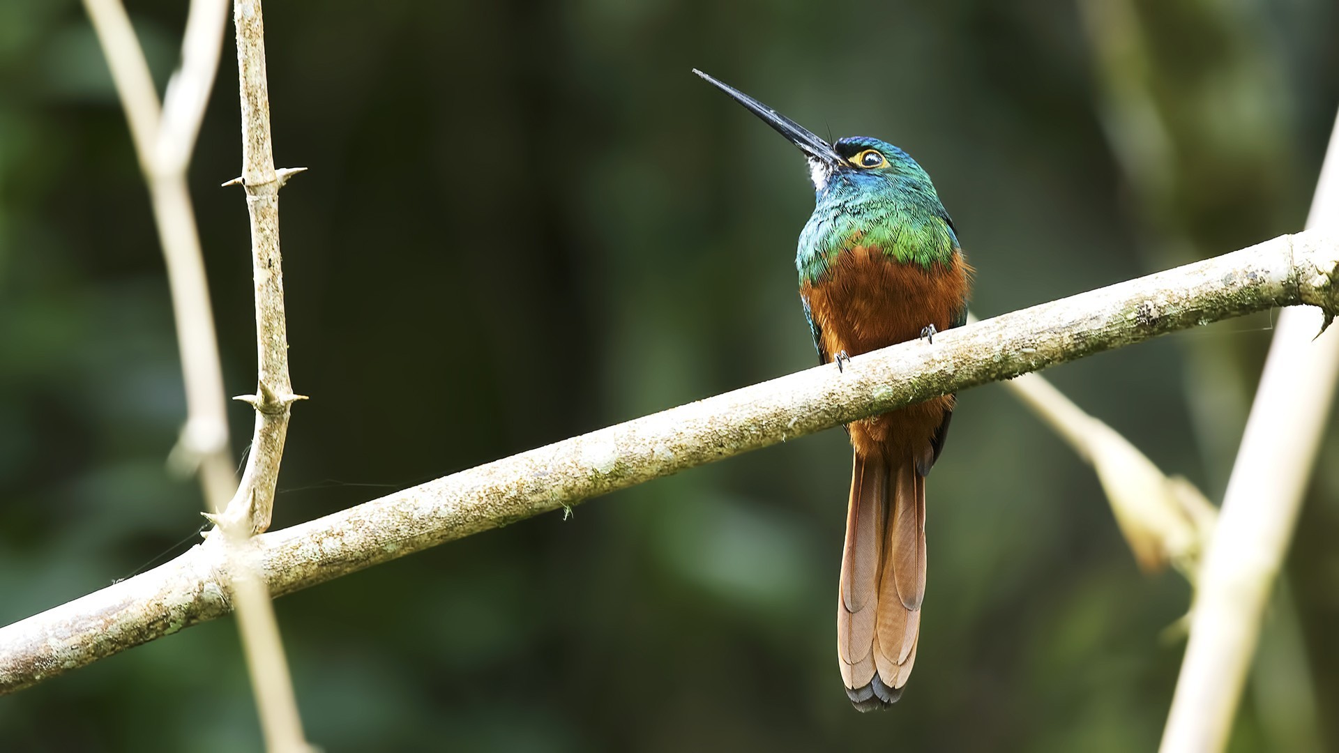 Coppery-chested Jacamar