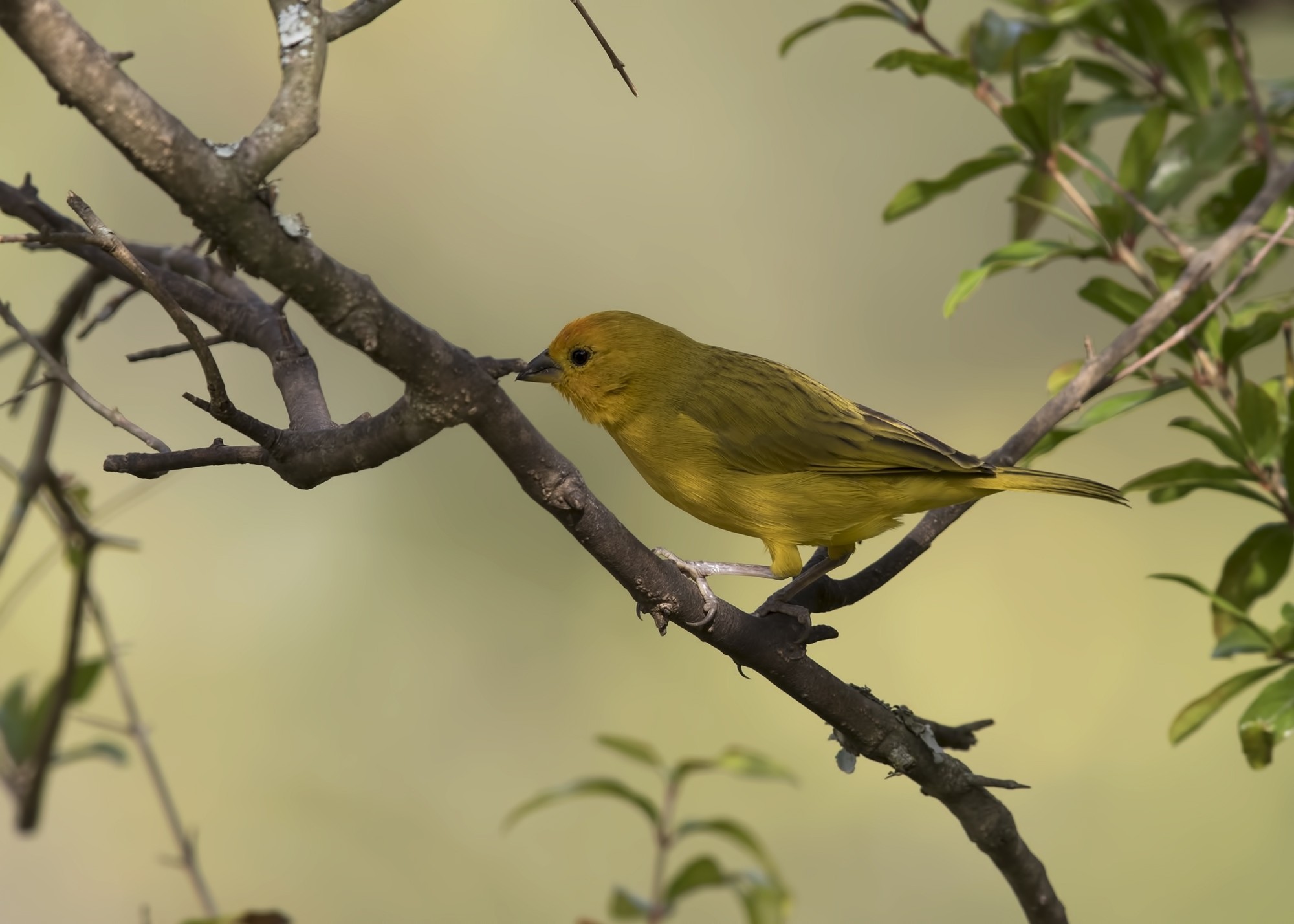 Saffron Finch — Ana fotoğraf