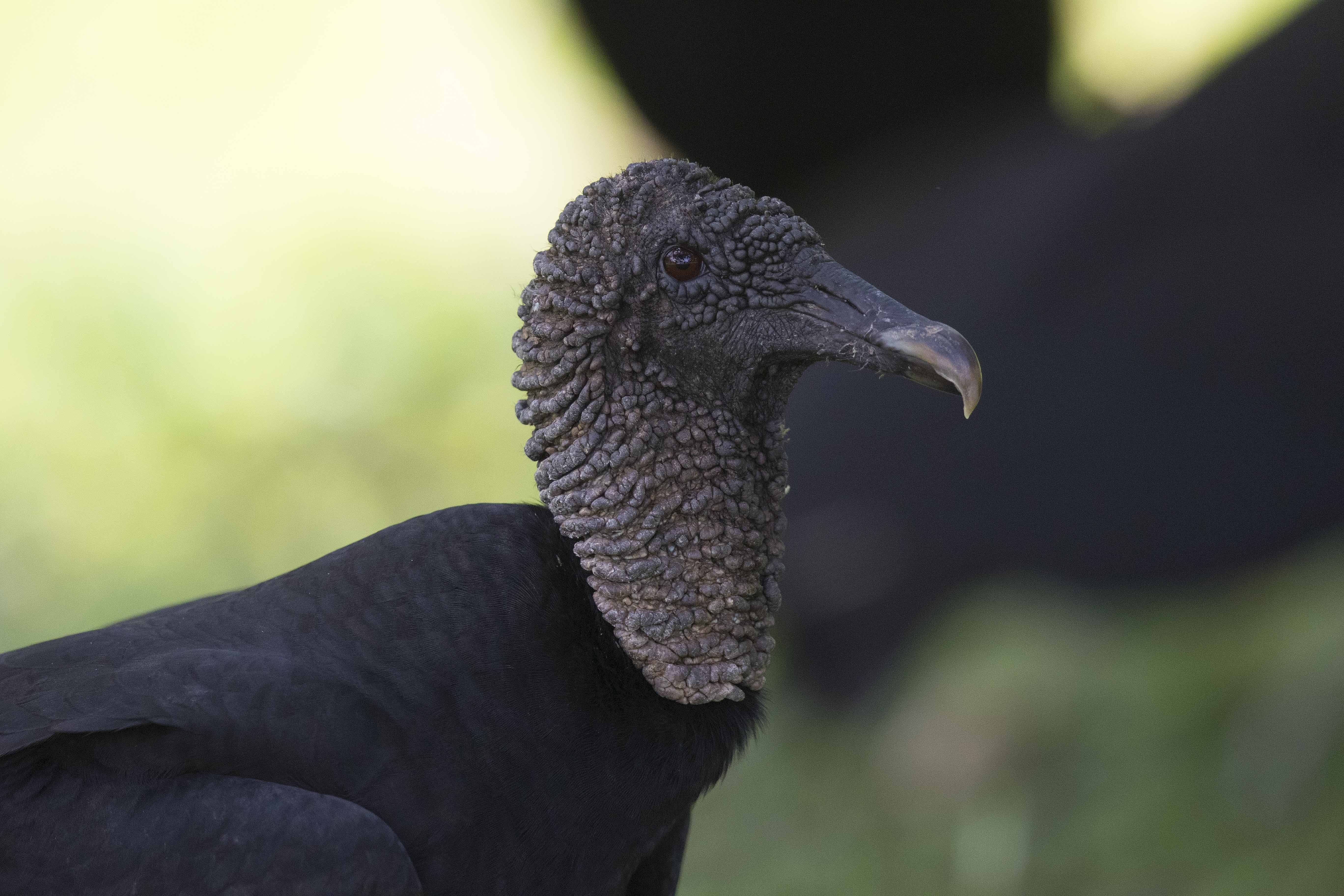 Black Hawk-eagle — Ana fotoğraf