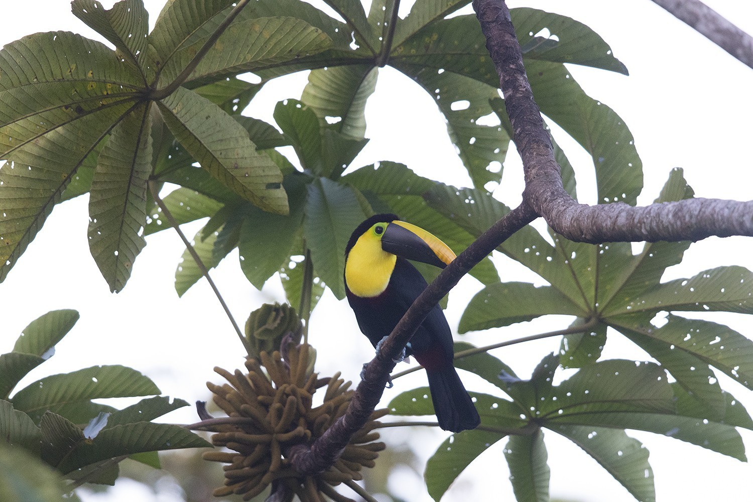 Choco Toucan