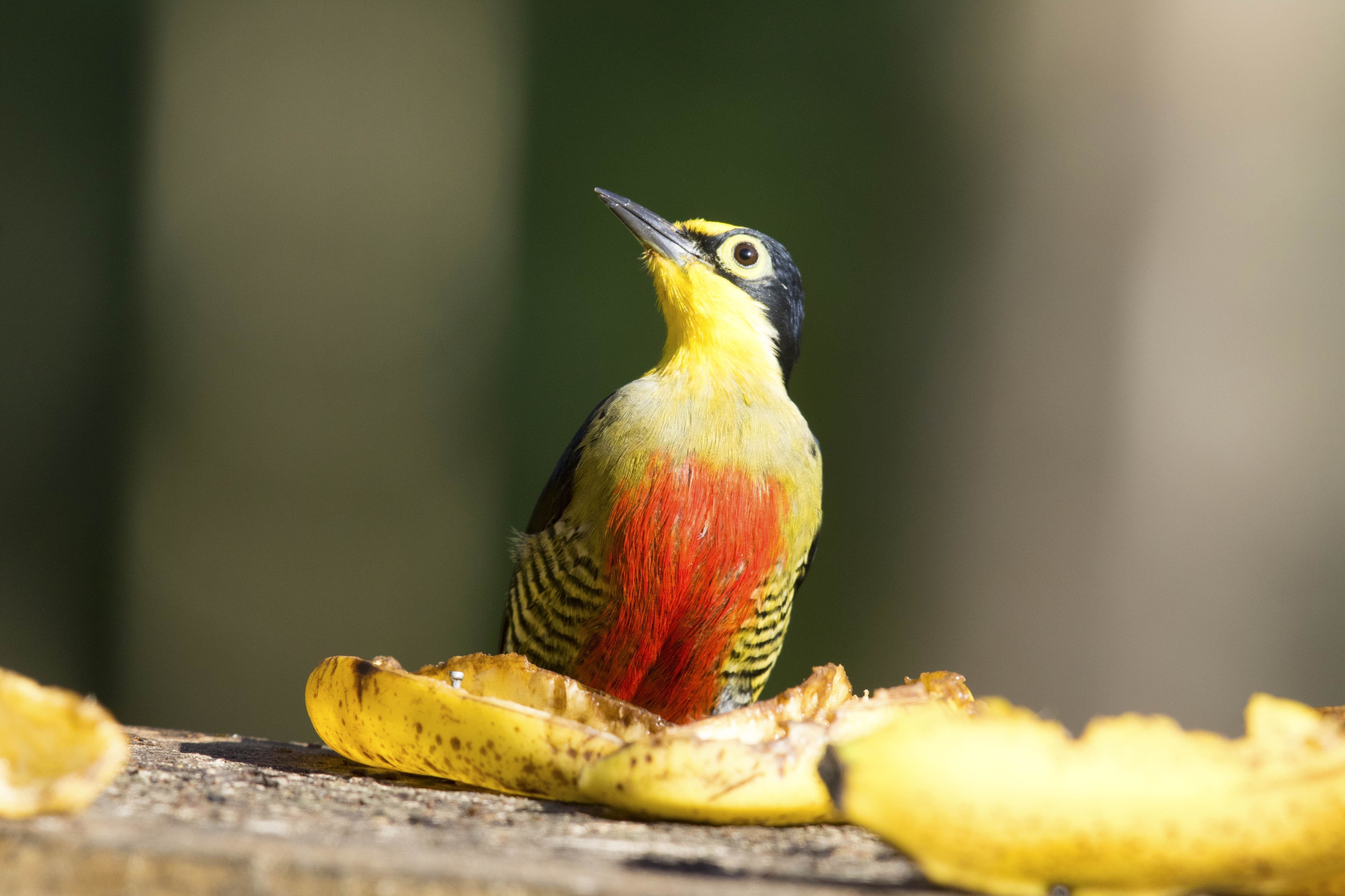 Yellow-fronted Woodpecker