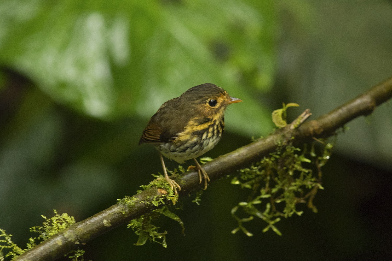 Ochre-breasted Antpitta