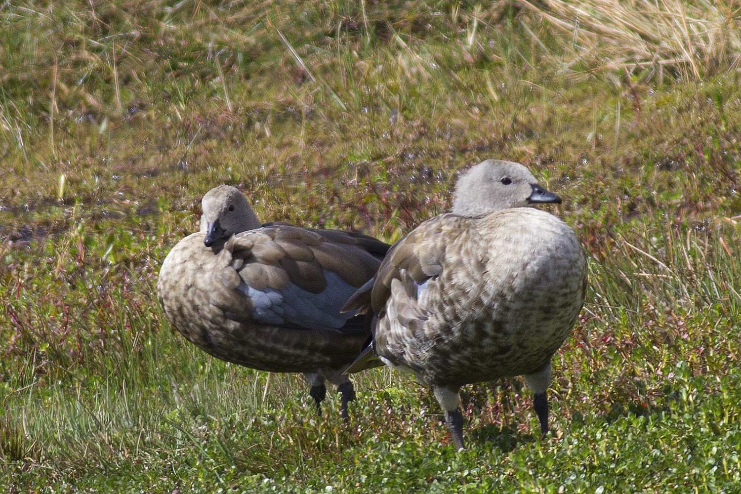 Blue-winged Goose