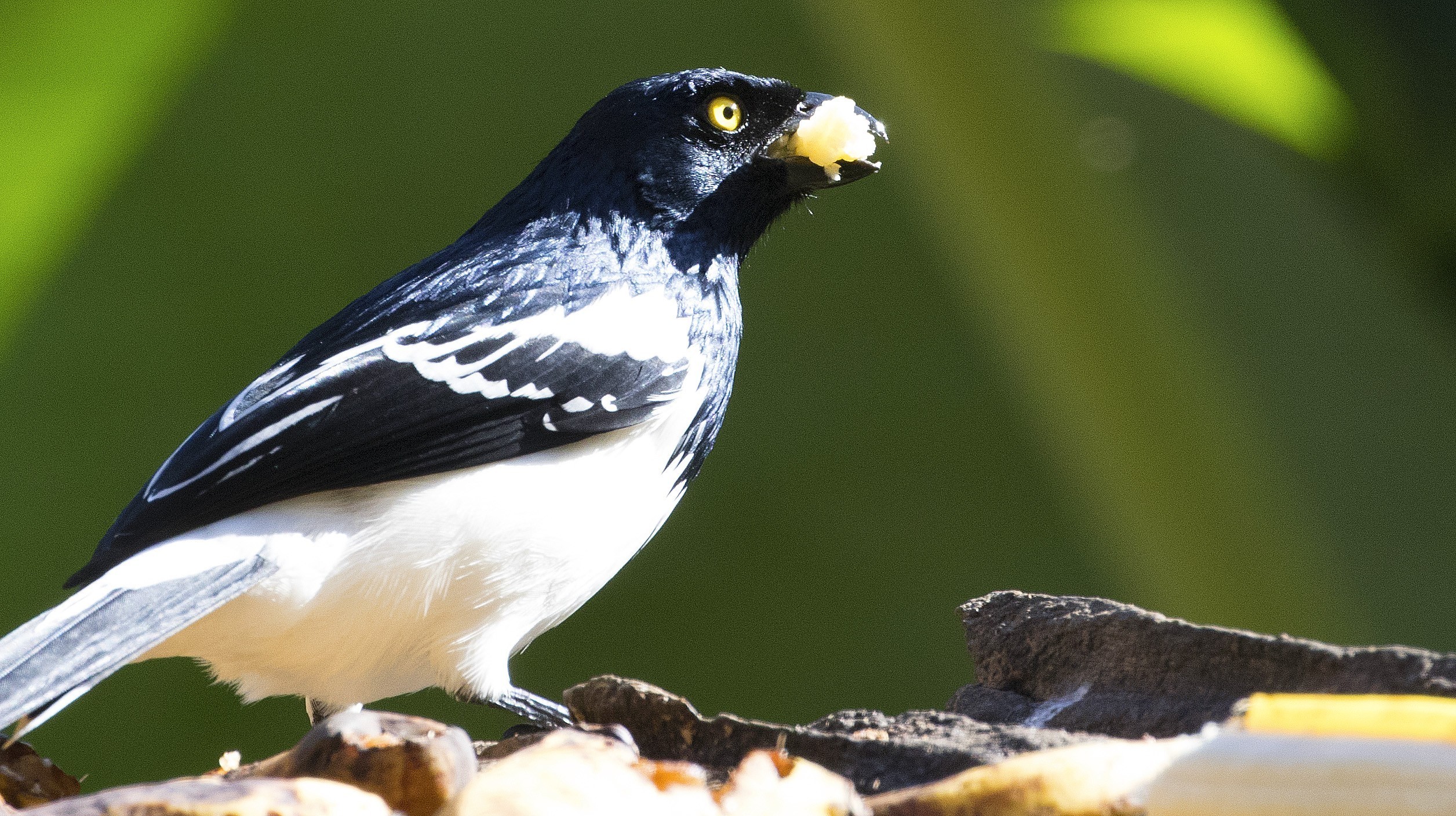 Magpie Tanager