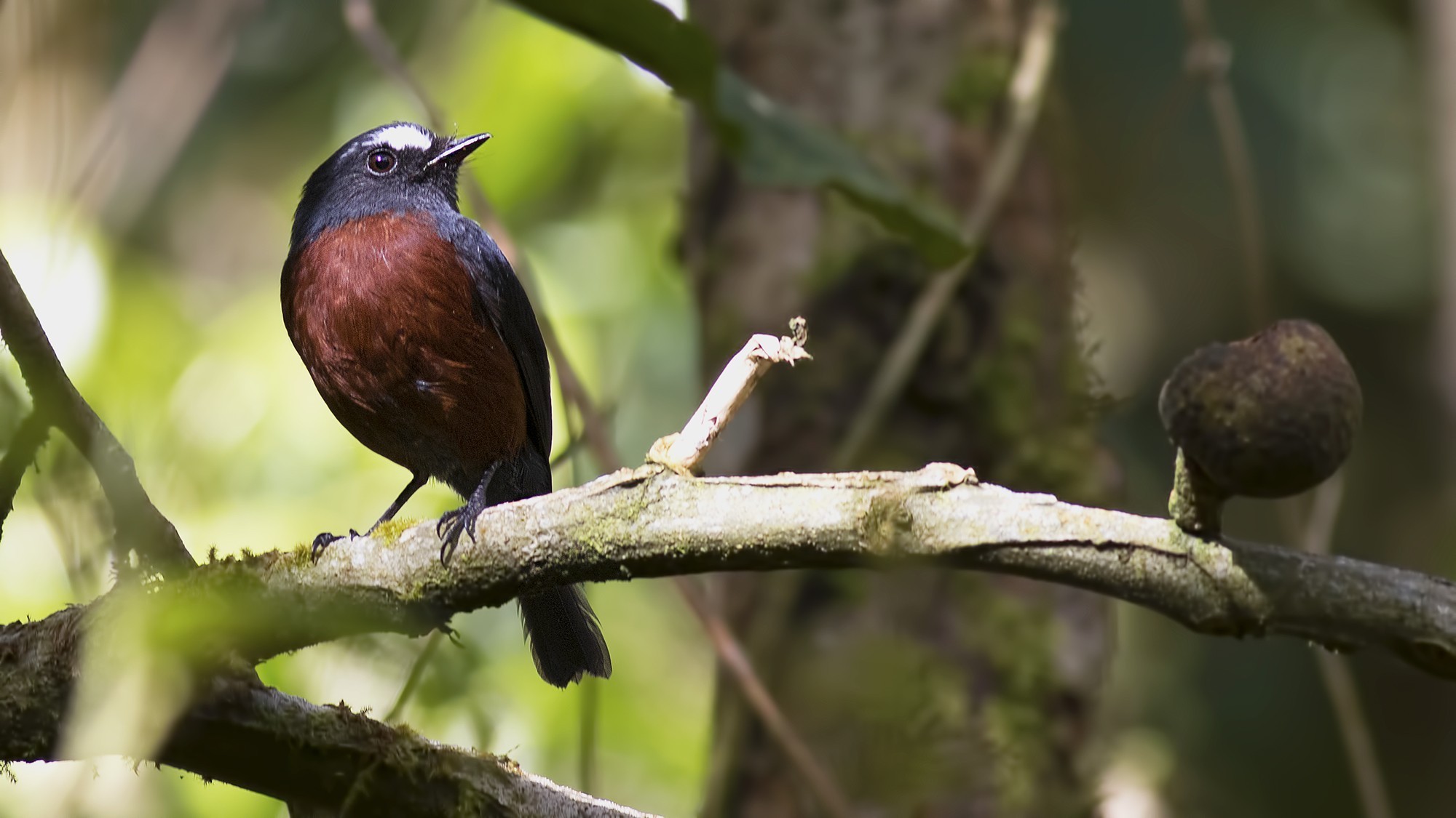 Slaty-backed Chat-tyrant
