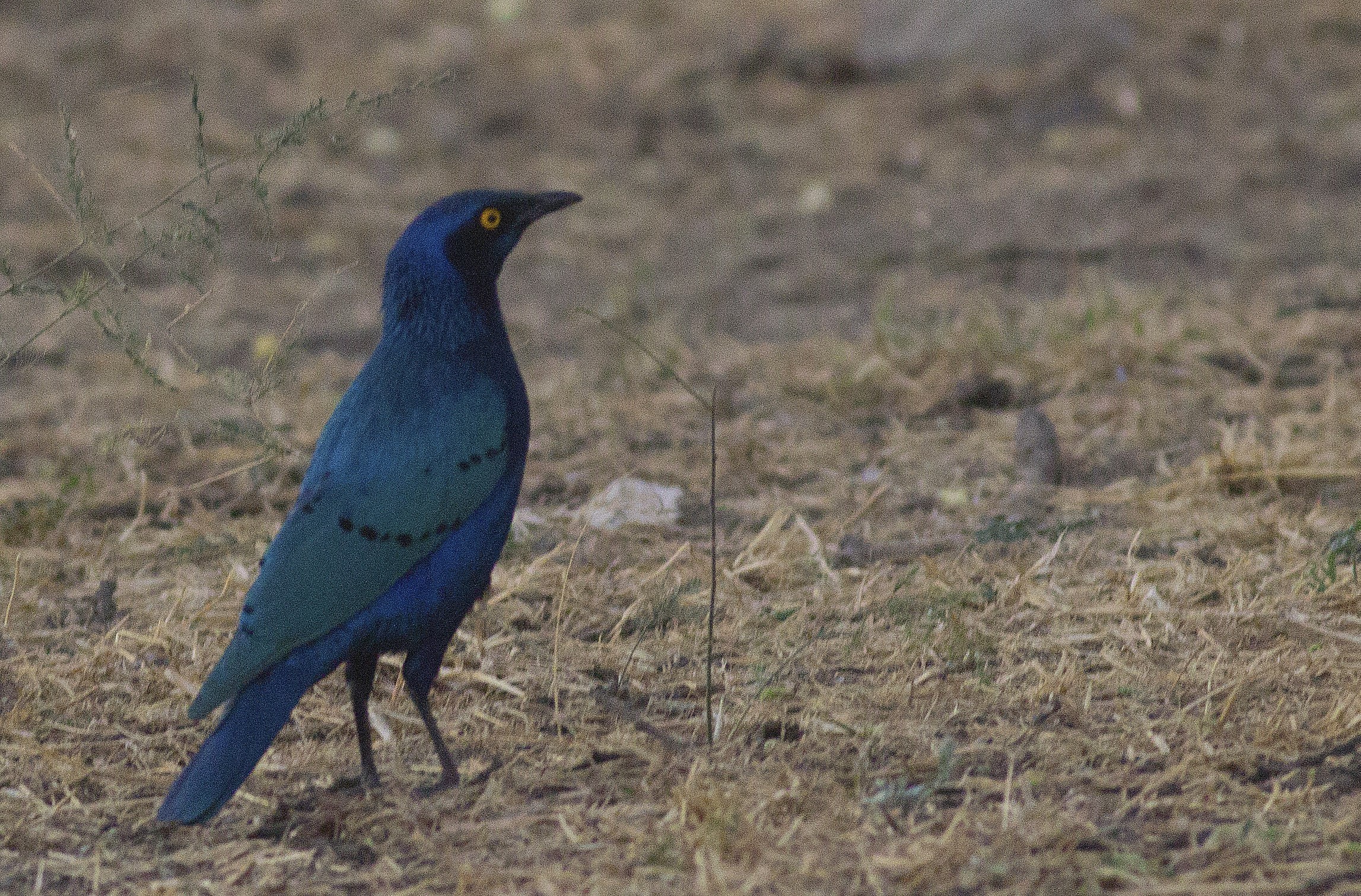 Greater Blue-eared Starling