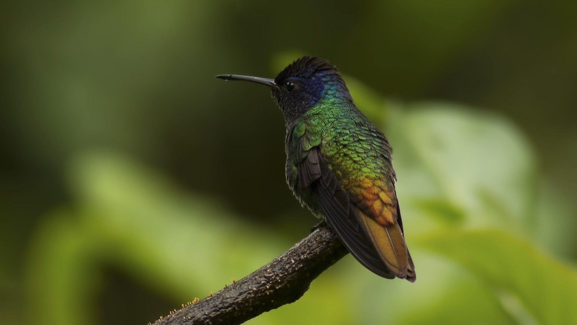 Golden-tailed Sapphire