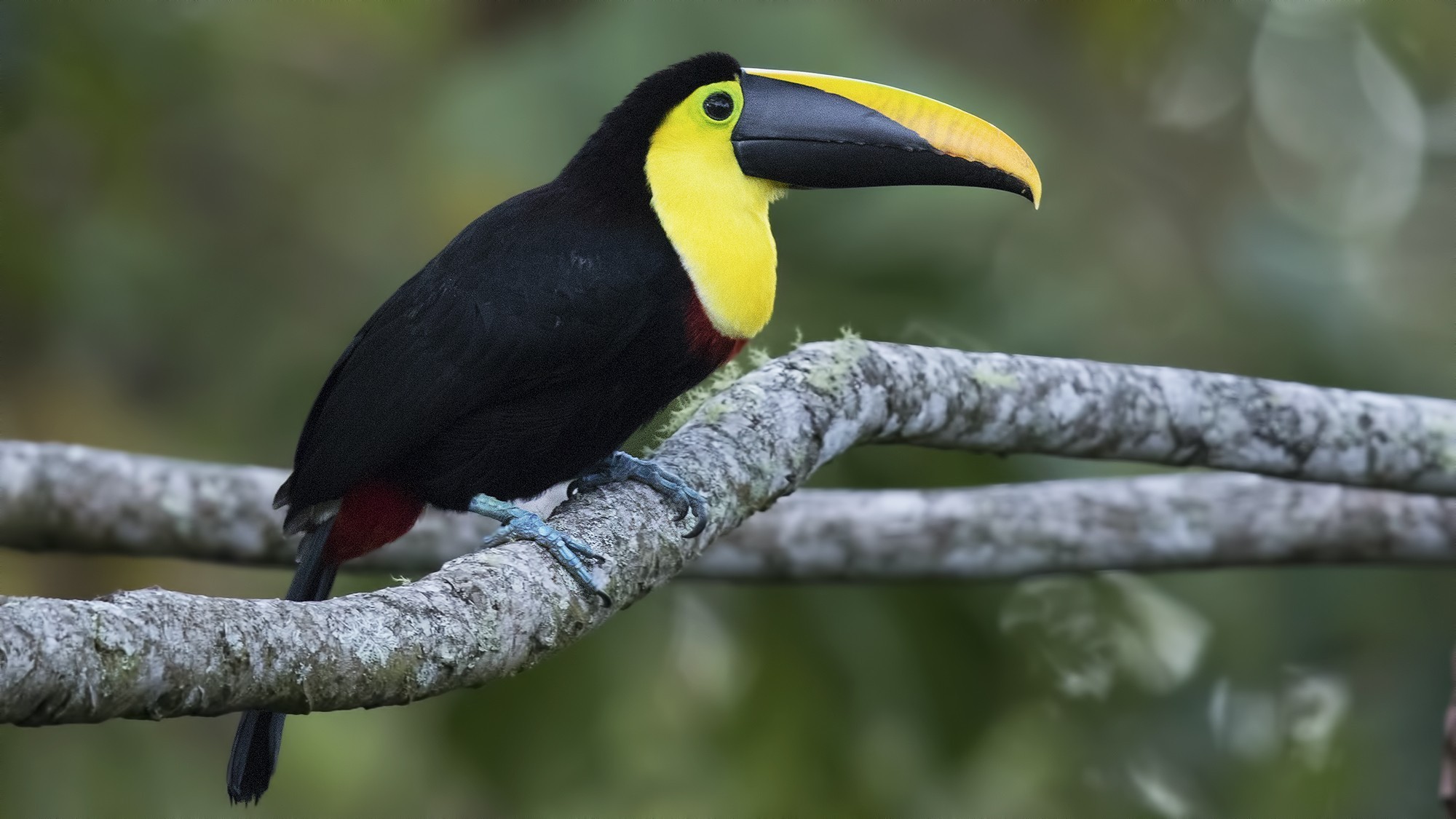 Yellow-throated Toucan