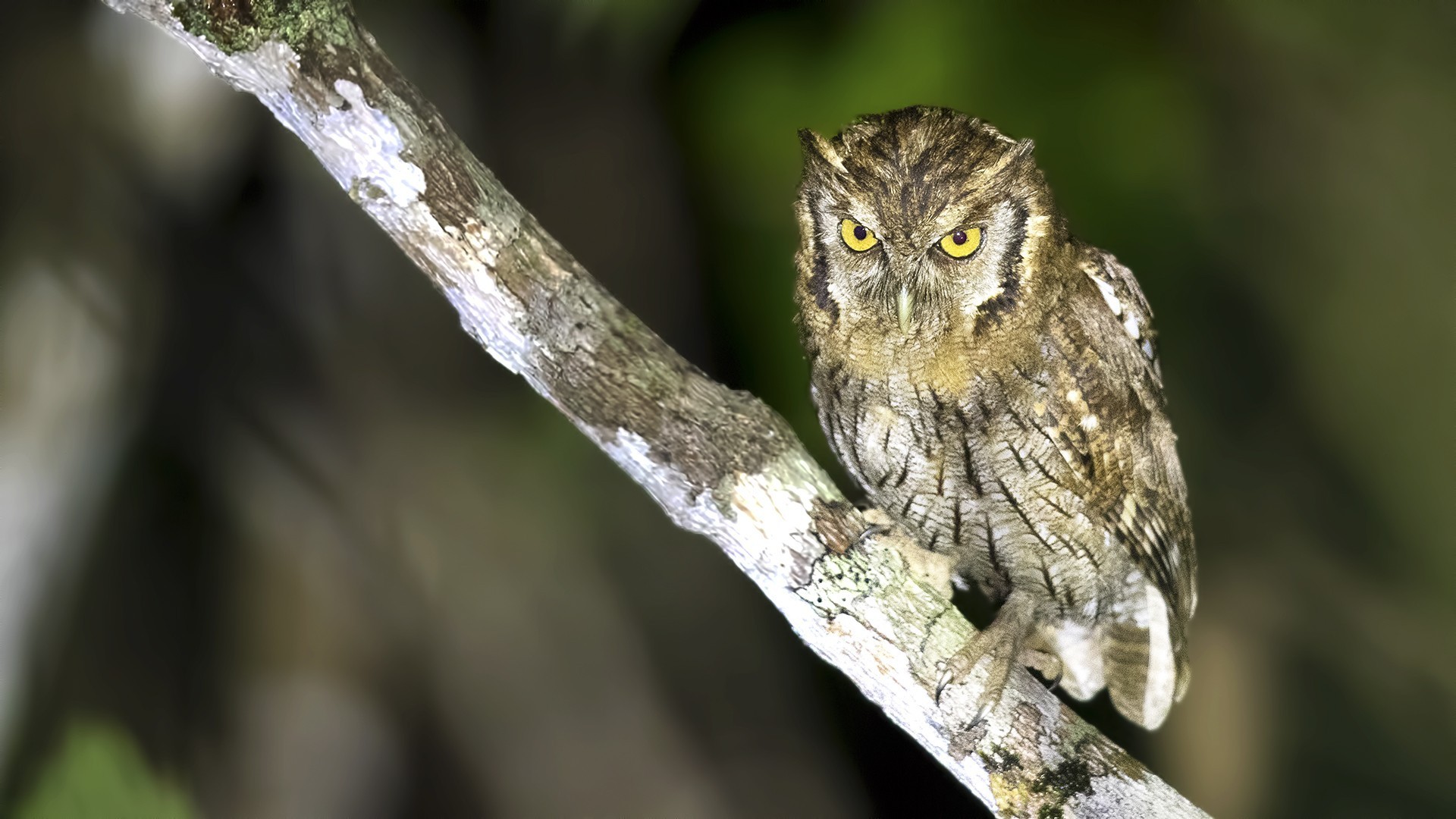 Tropical Screech-owl — Ana fotoğraf