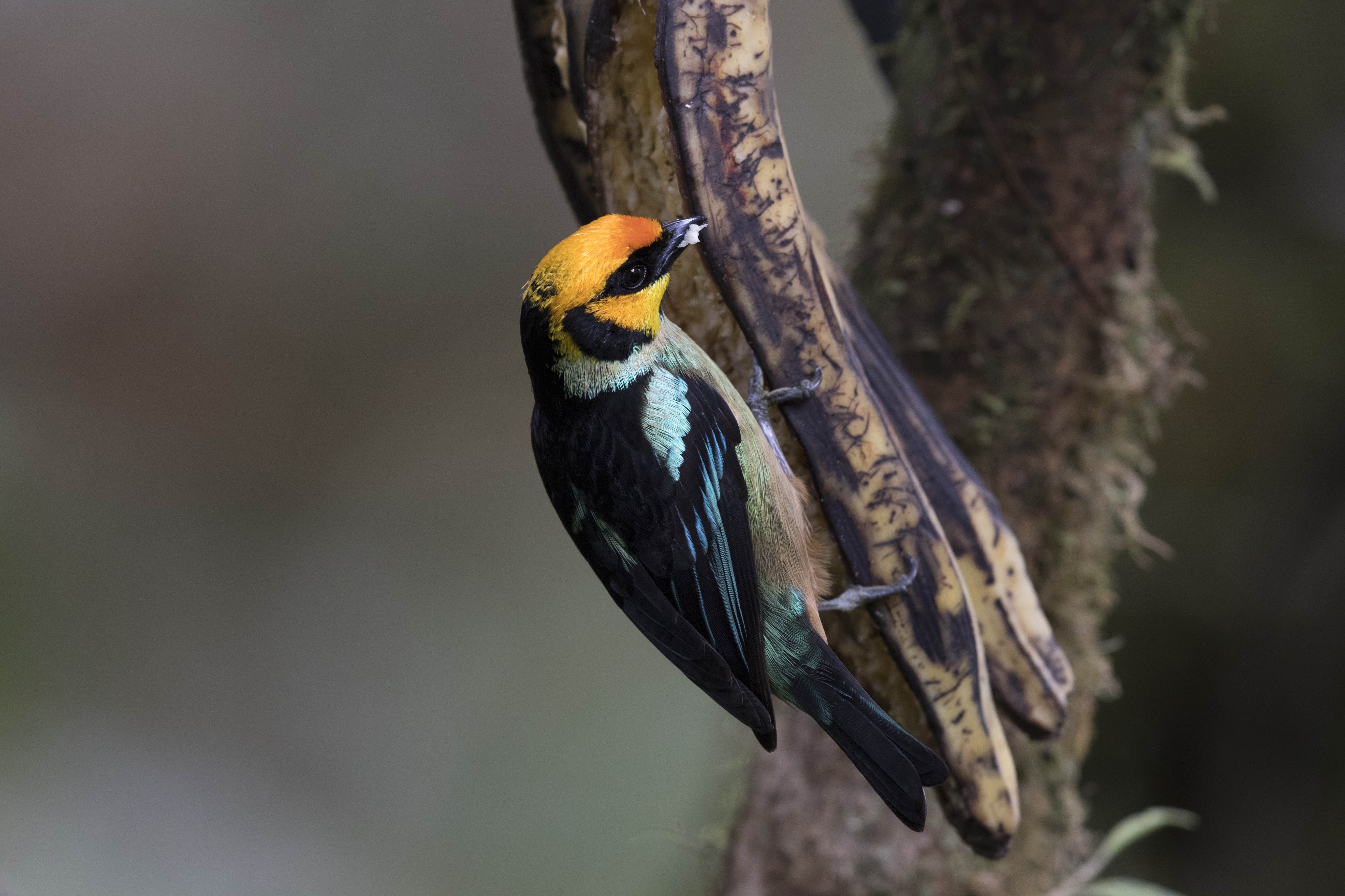 Flame-faced Tanager — Ana fotoğraf