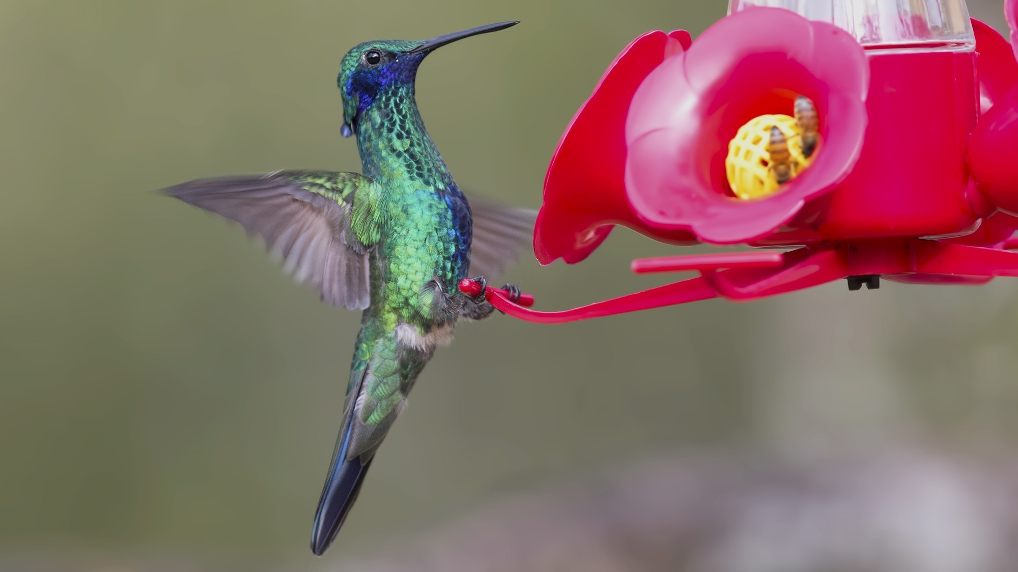 Sparkling Violet-ear