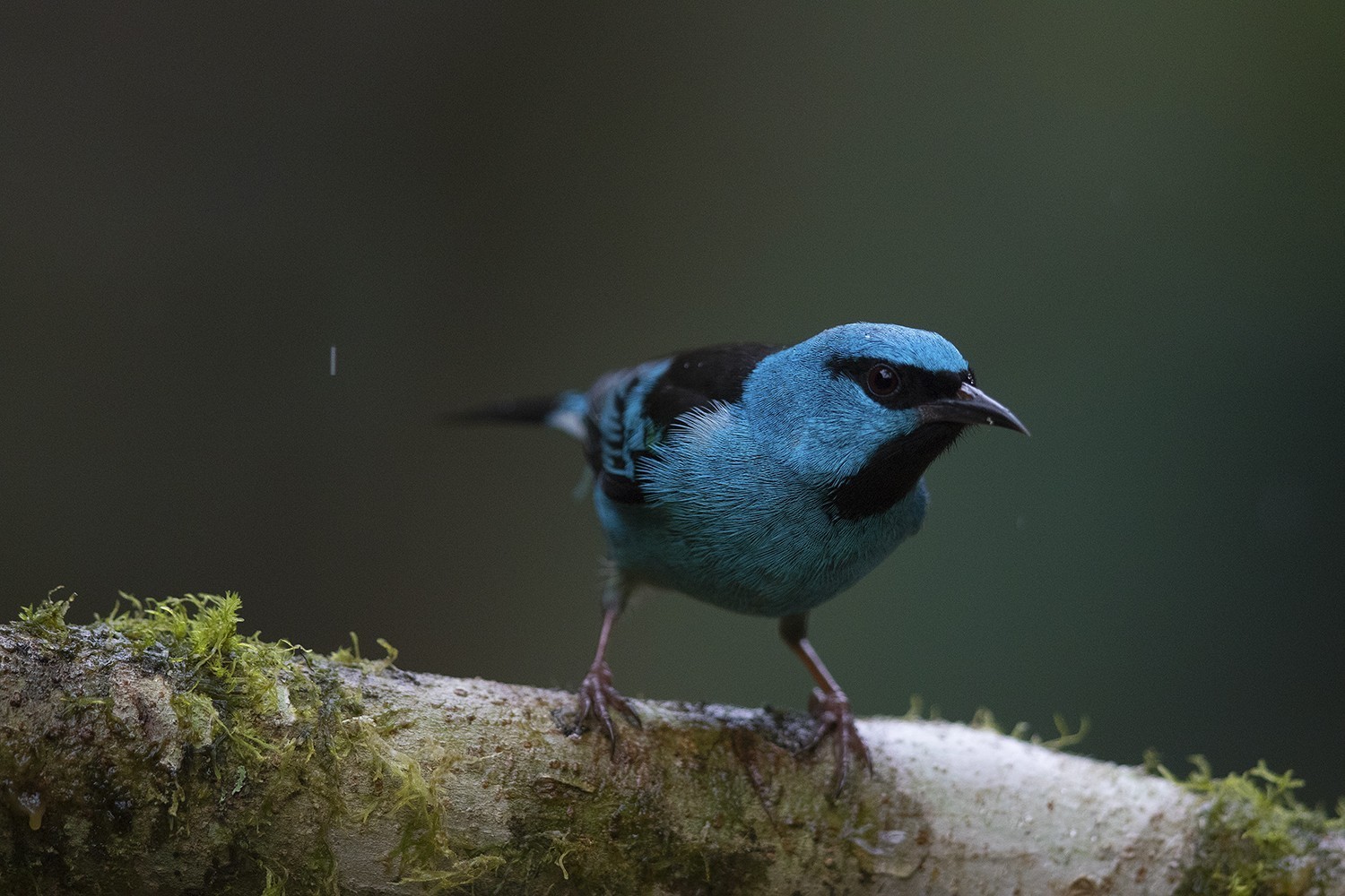 Blue Dacnis