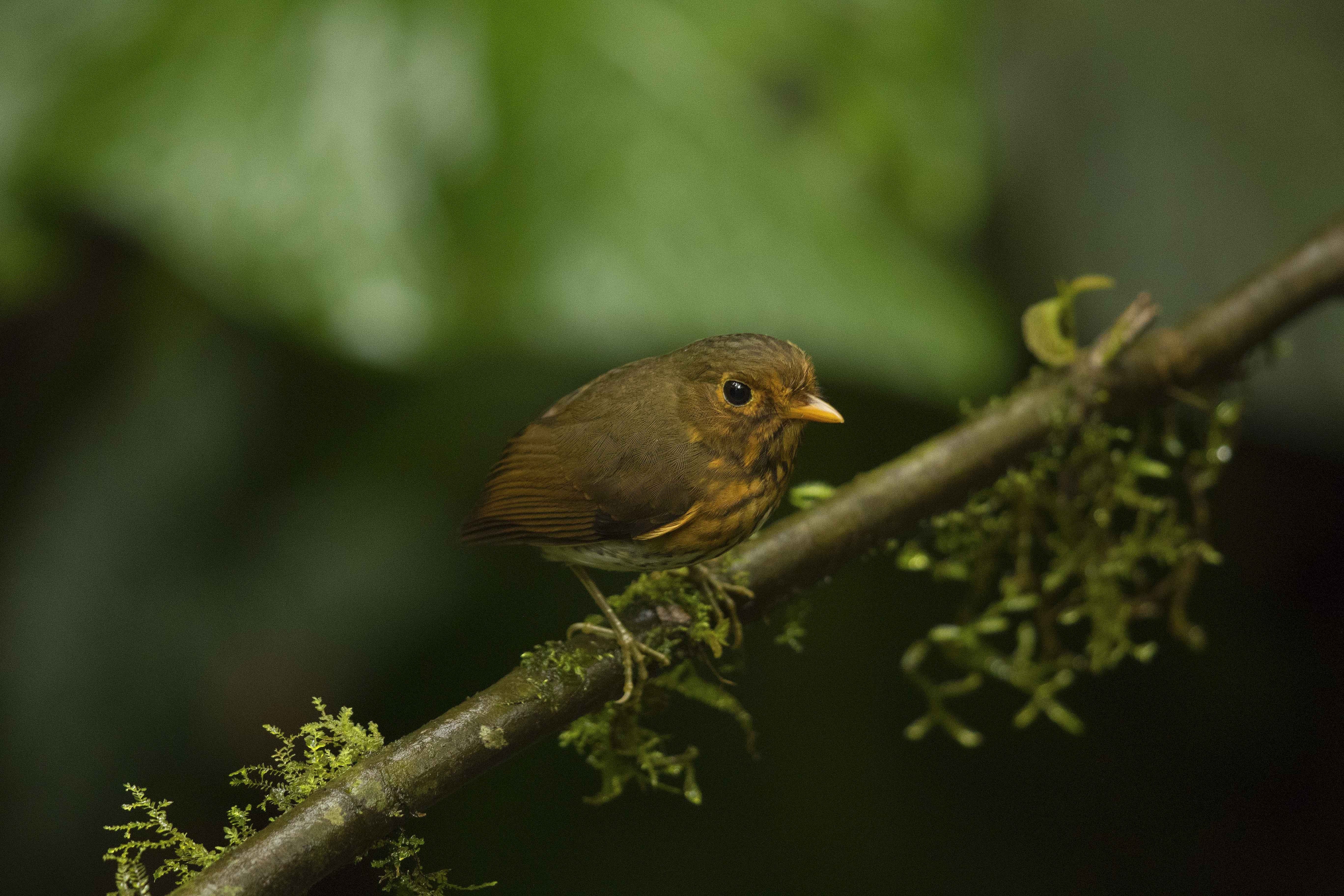 Ochre-breasted Antpitta