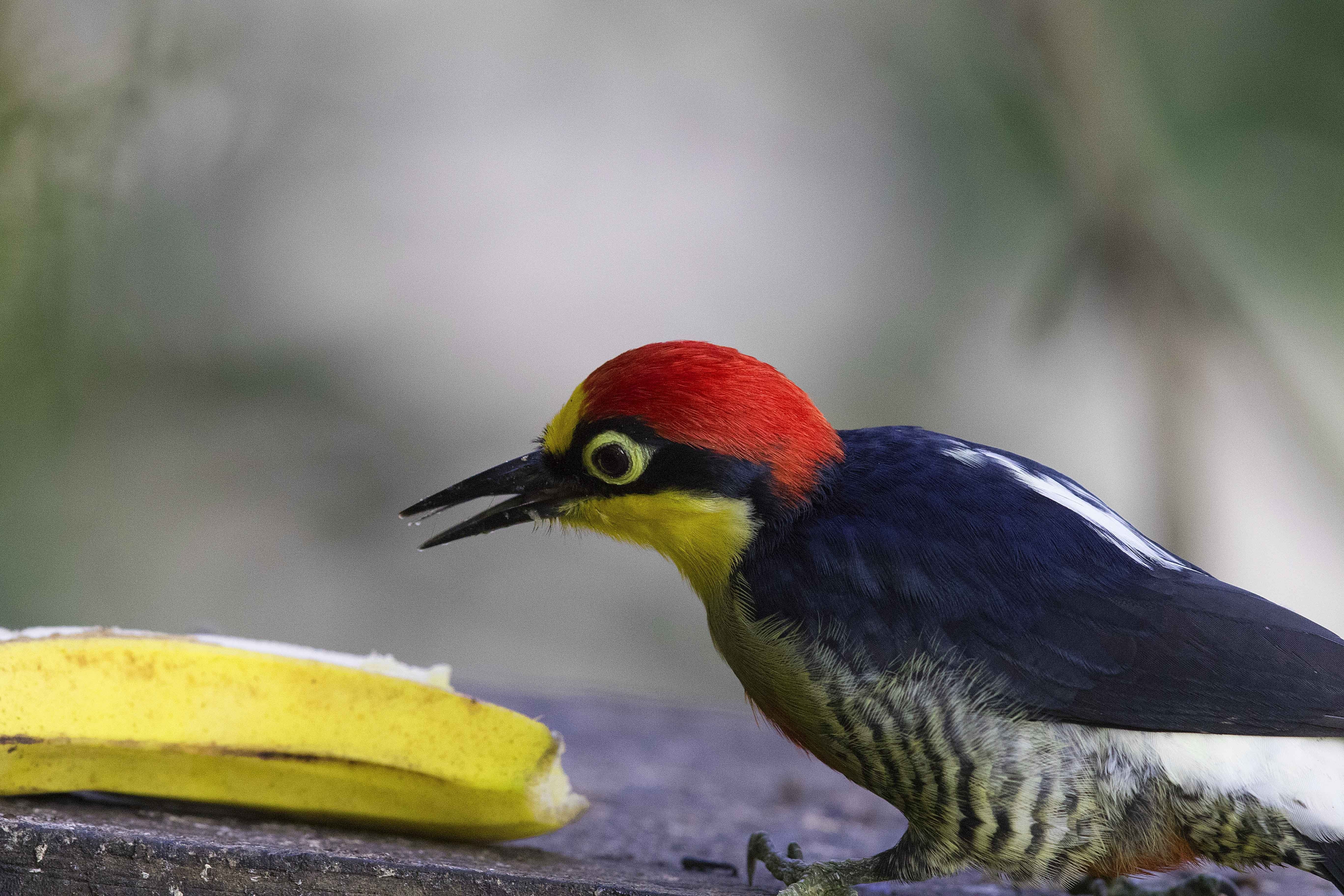 Yellow-fronted Woodpecker — Ana fotoğraf