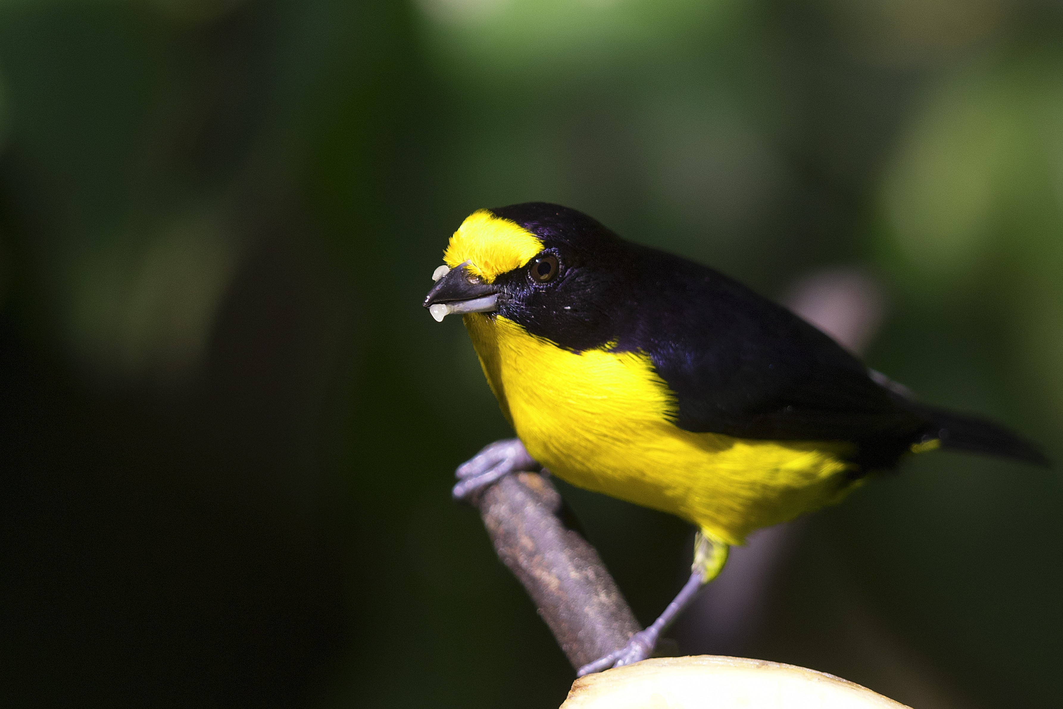 Violaceous Euphonia — Ana fotoğraf