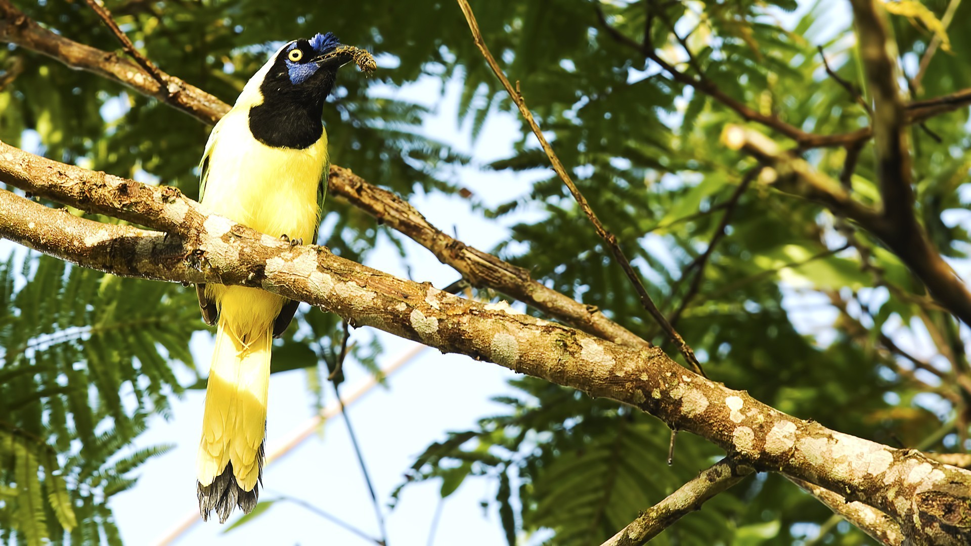 Green Jay — Ana fotoğraf