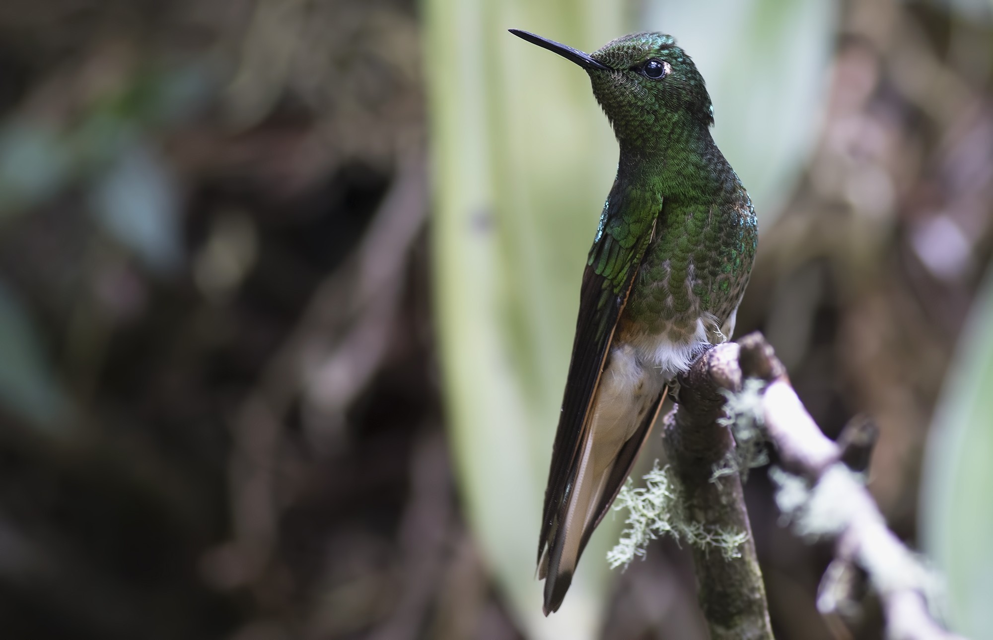 Buff-tailed Coronet