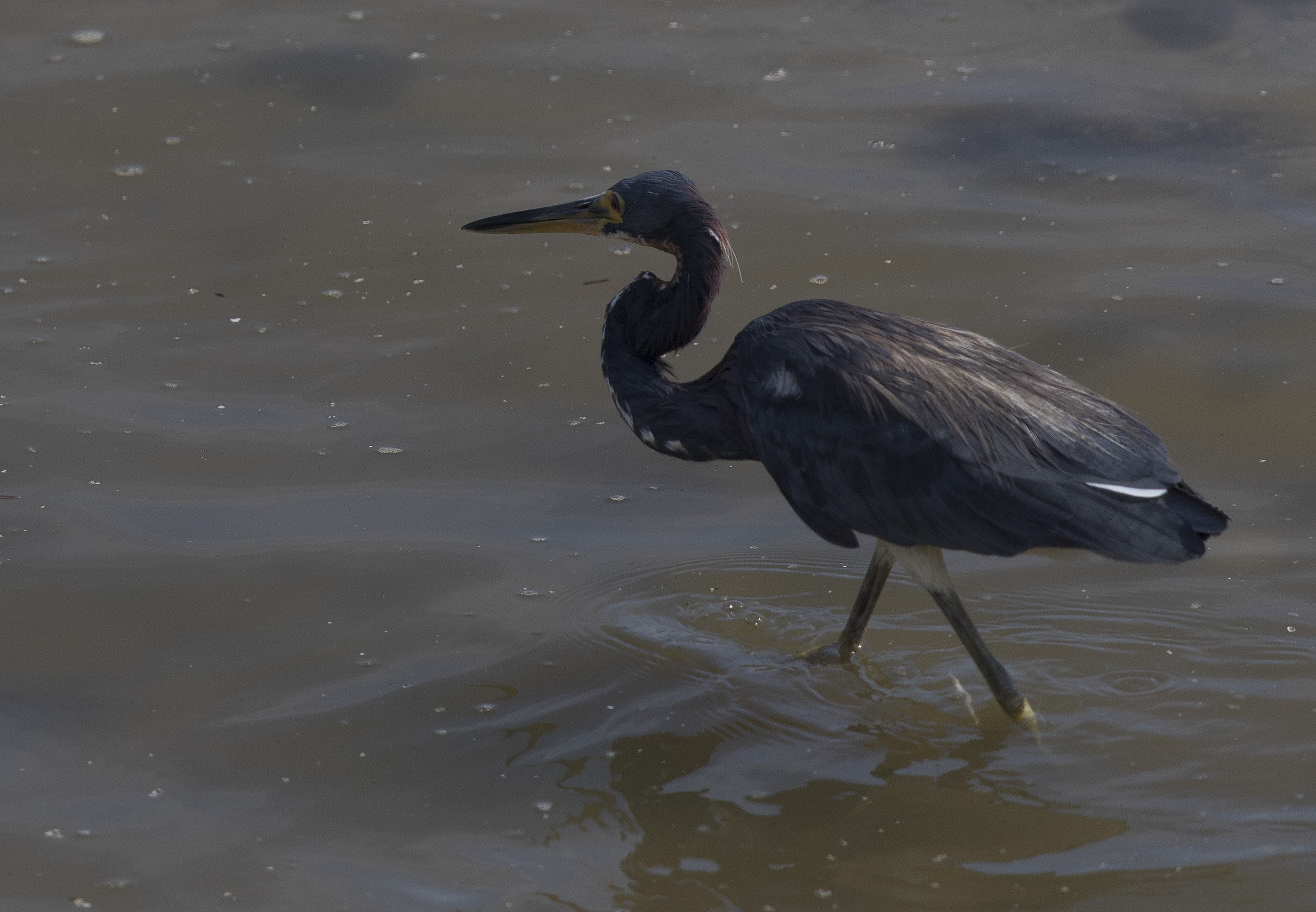 Tricolored Heron — Ana fotoğraf