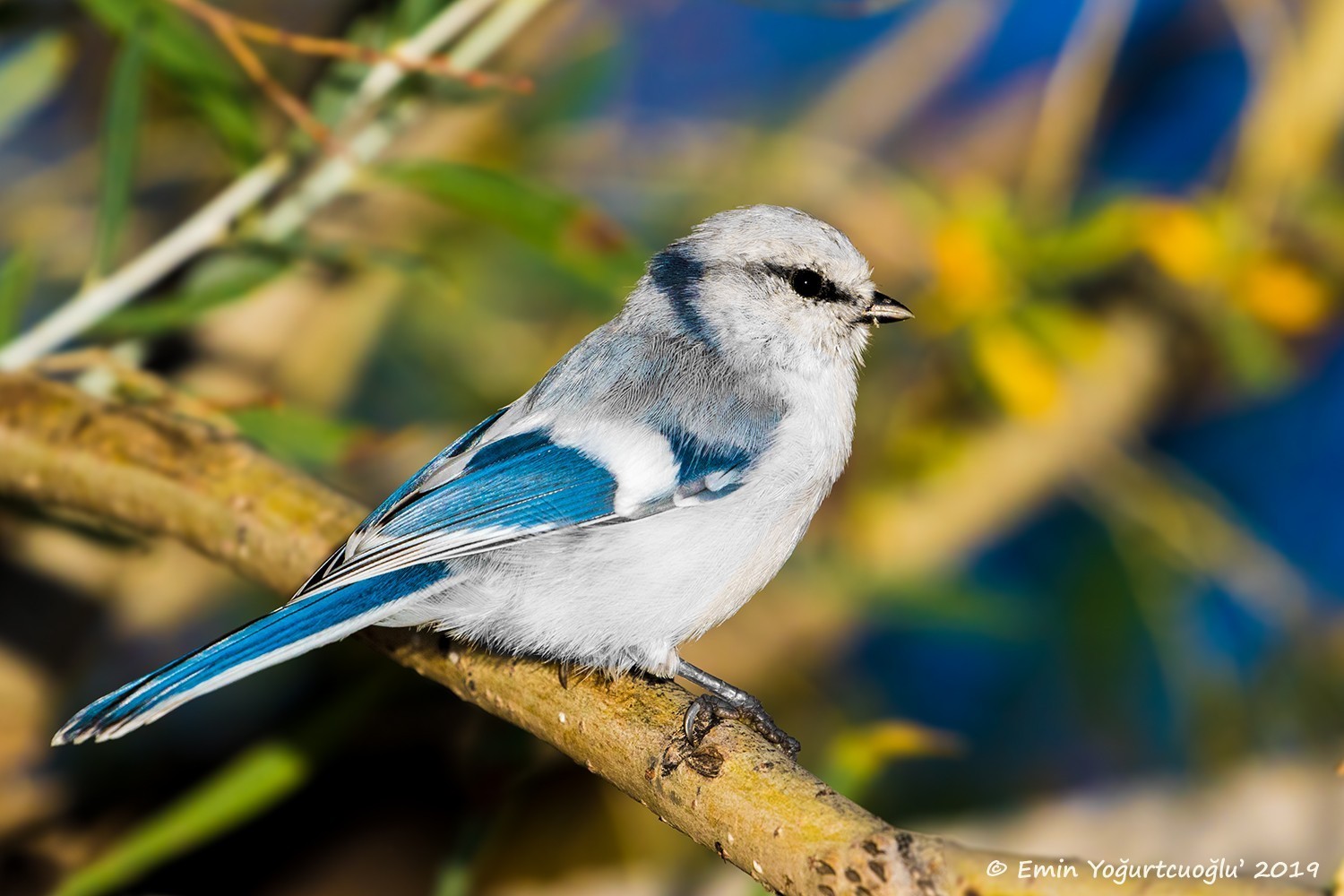 Azure Tit