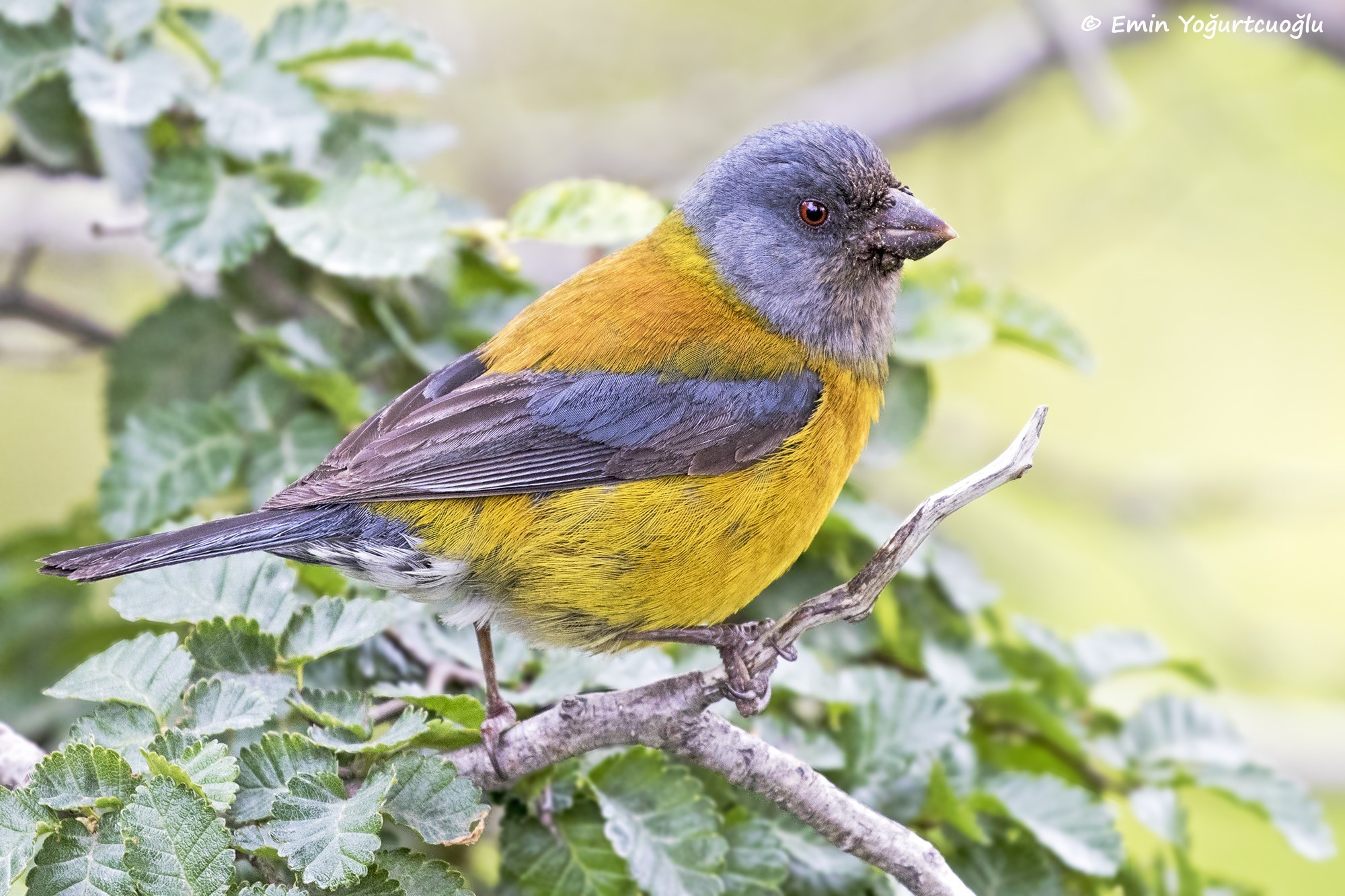 Patagonian Sierra-finch