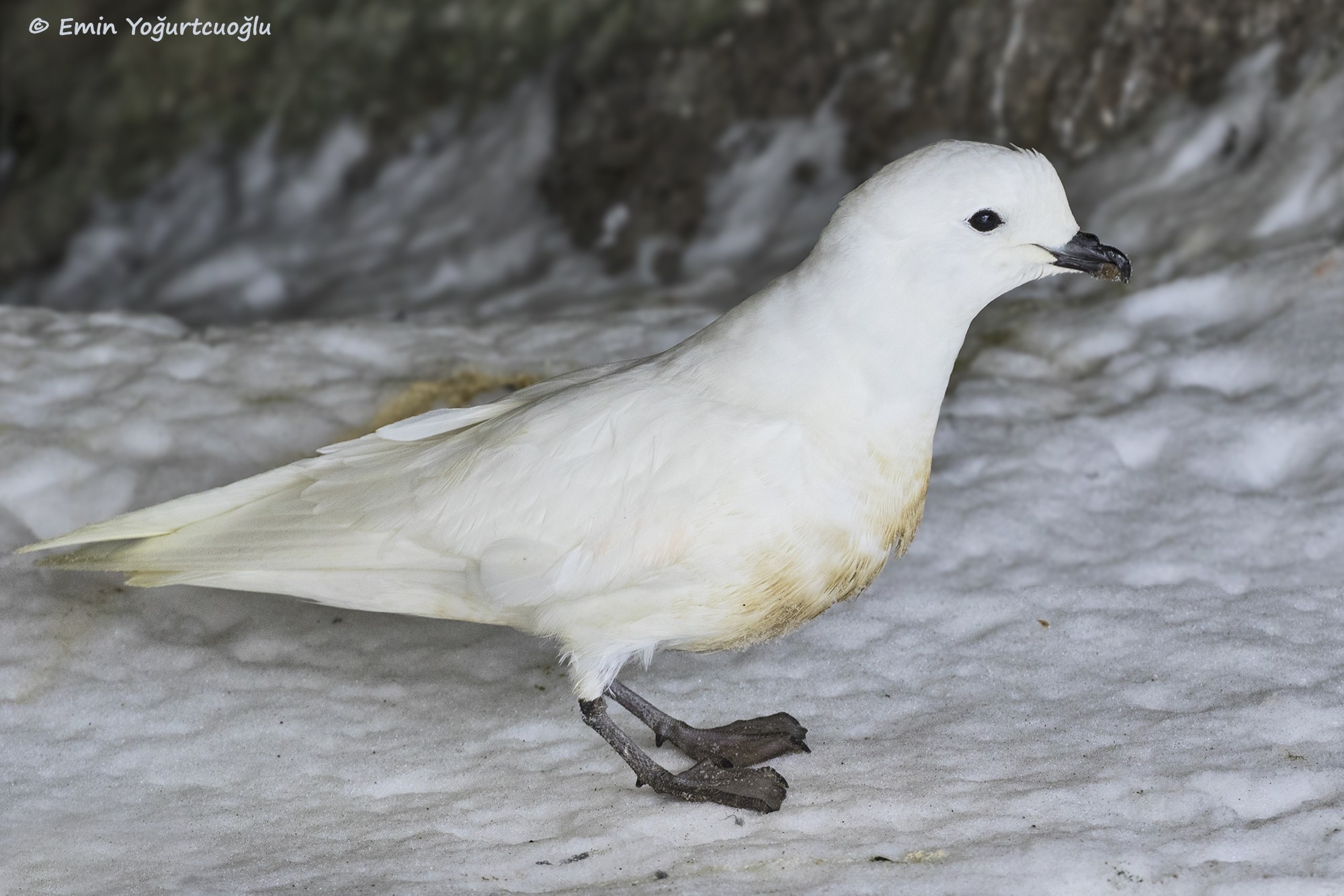 Snow Petrel