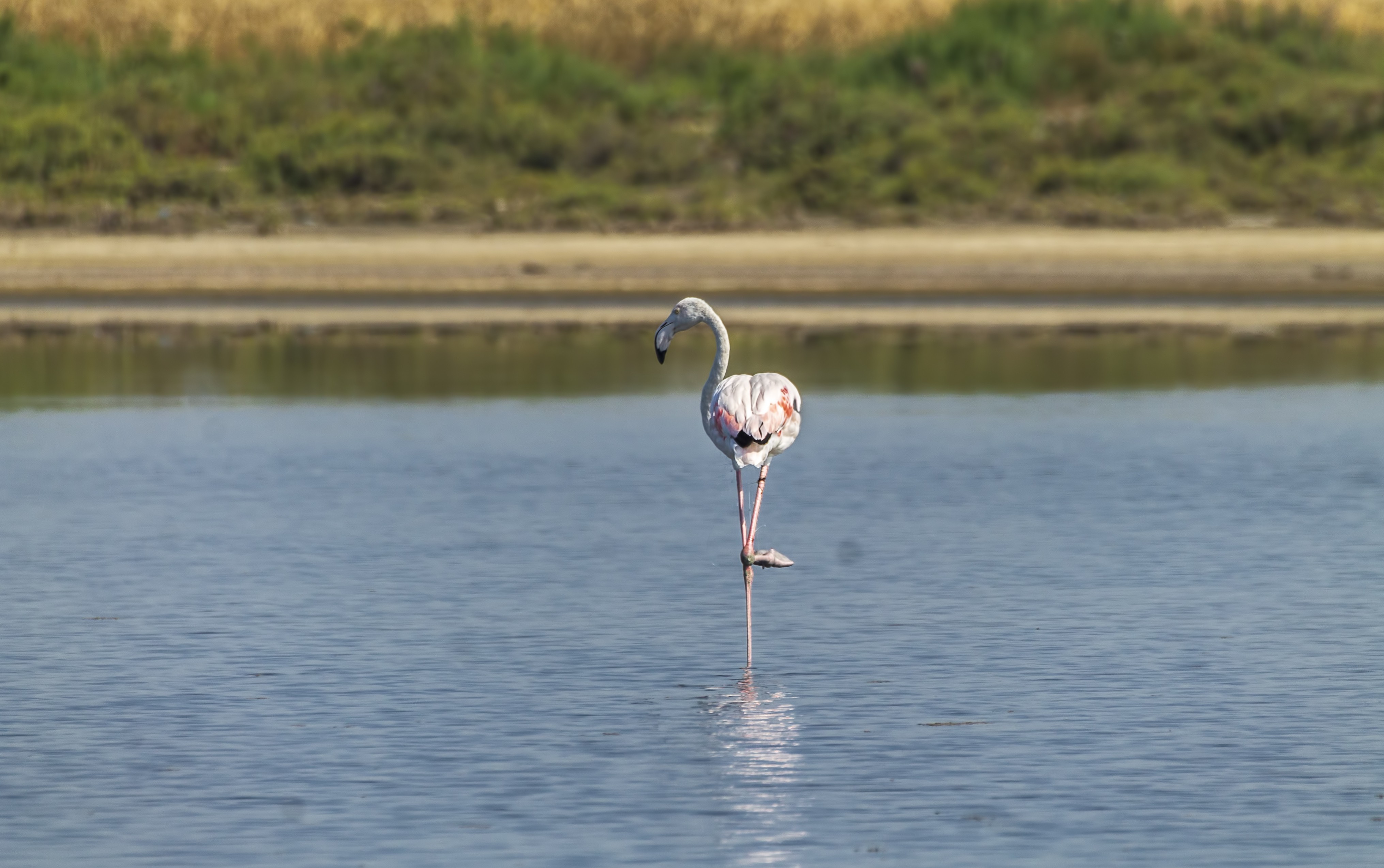 Flamingo