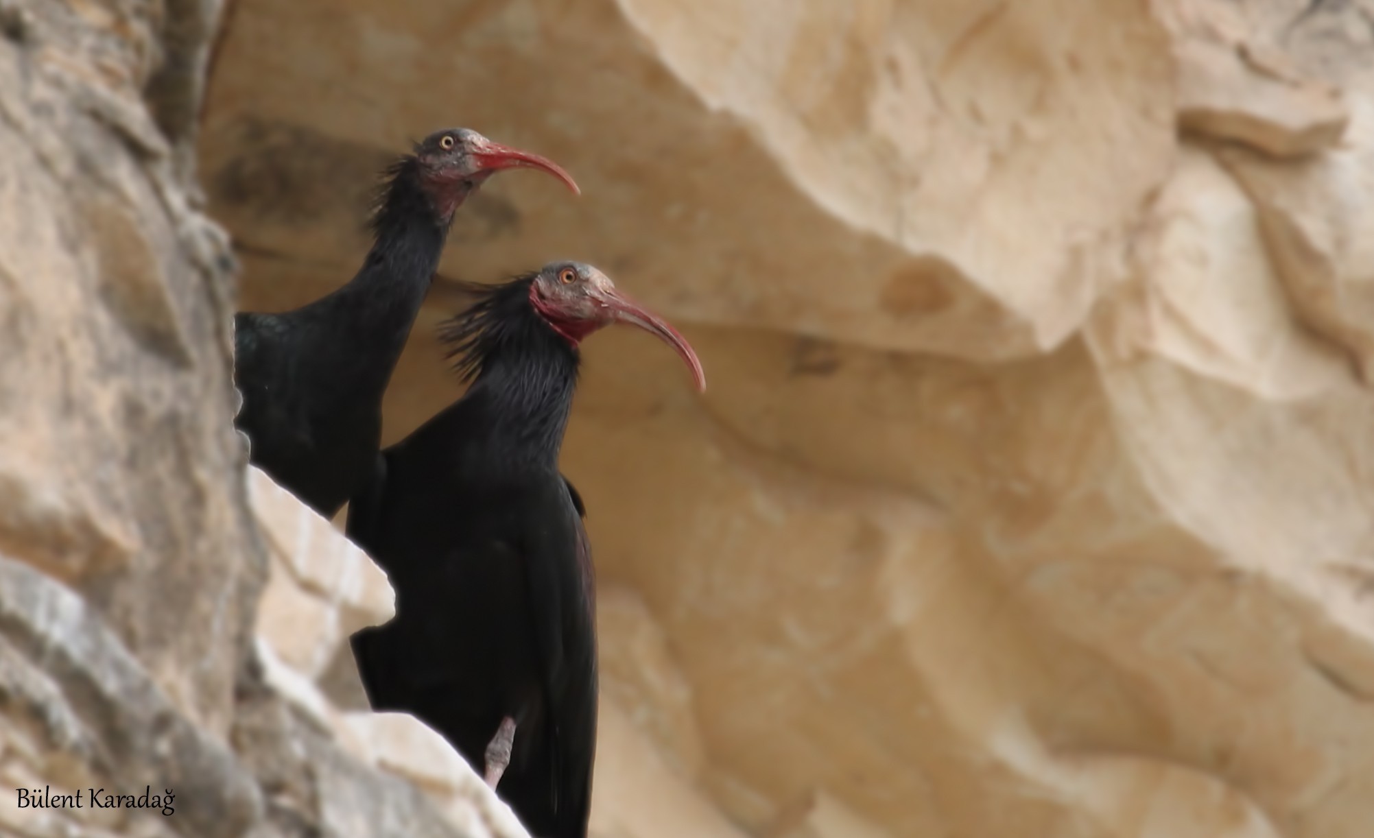 Kelaynak