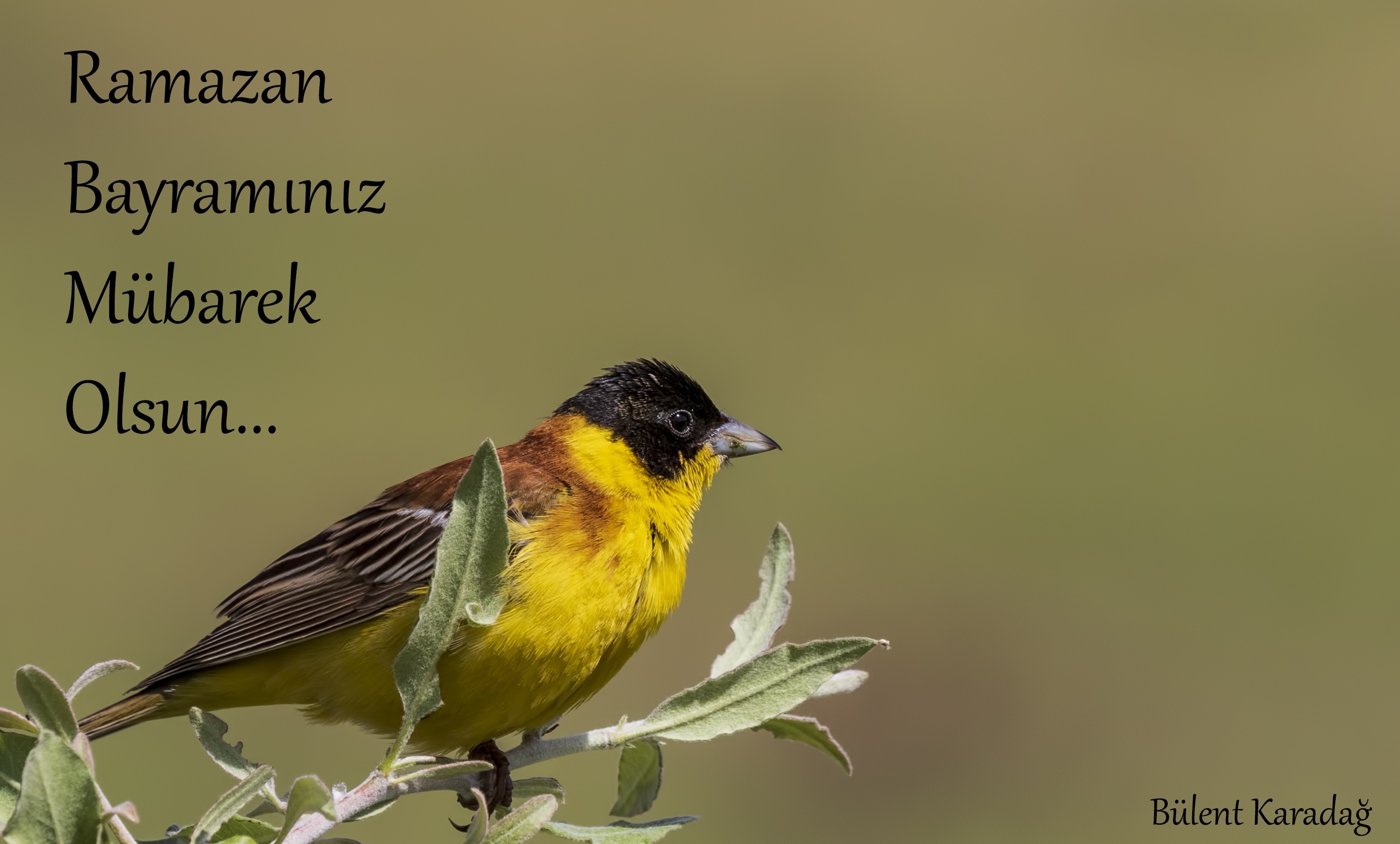 Karabaşlı kirazkuşu