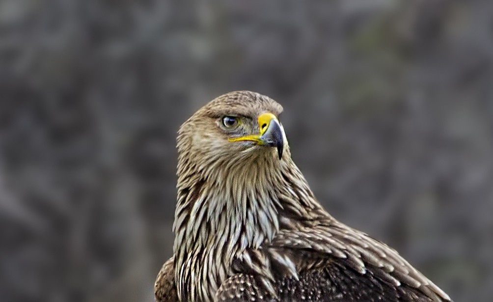 Şah Kartal