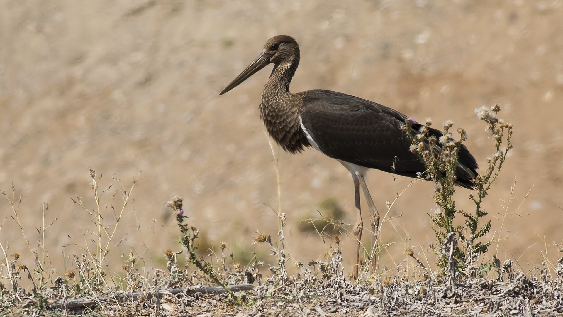 Kara Leylek