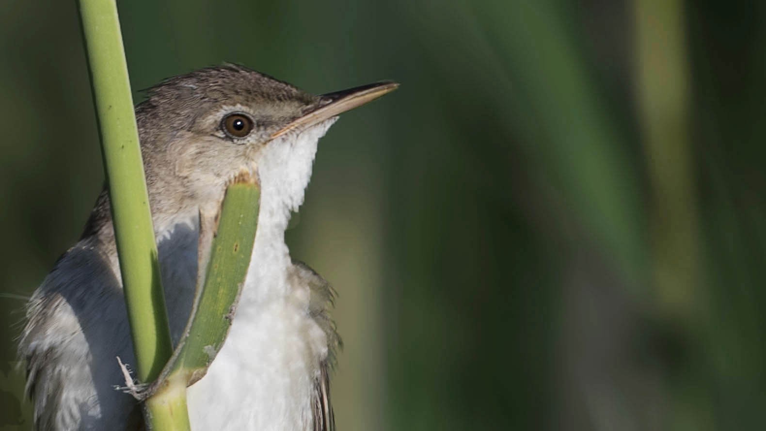 Saz Kamışçını