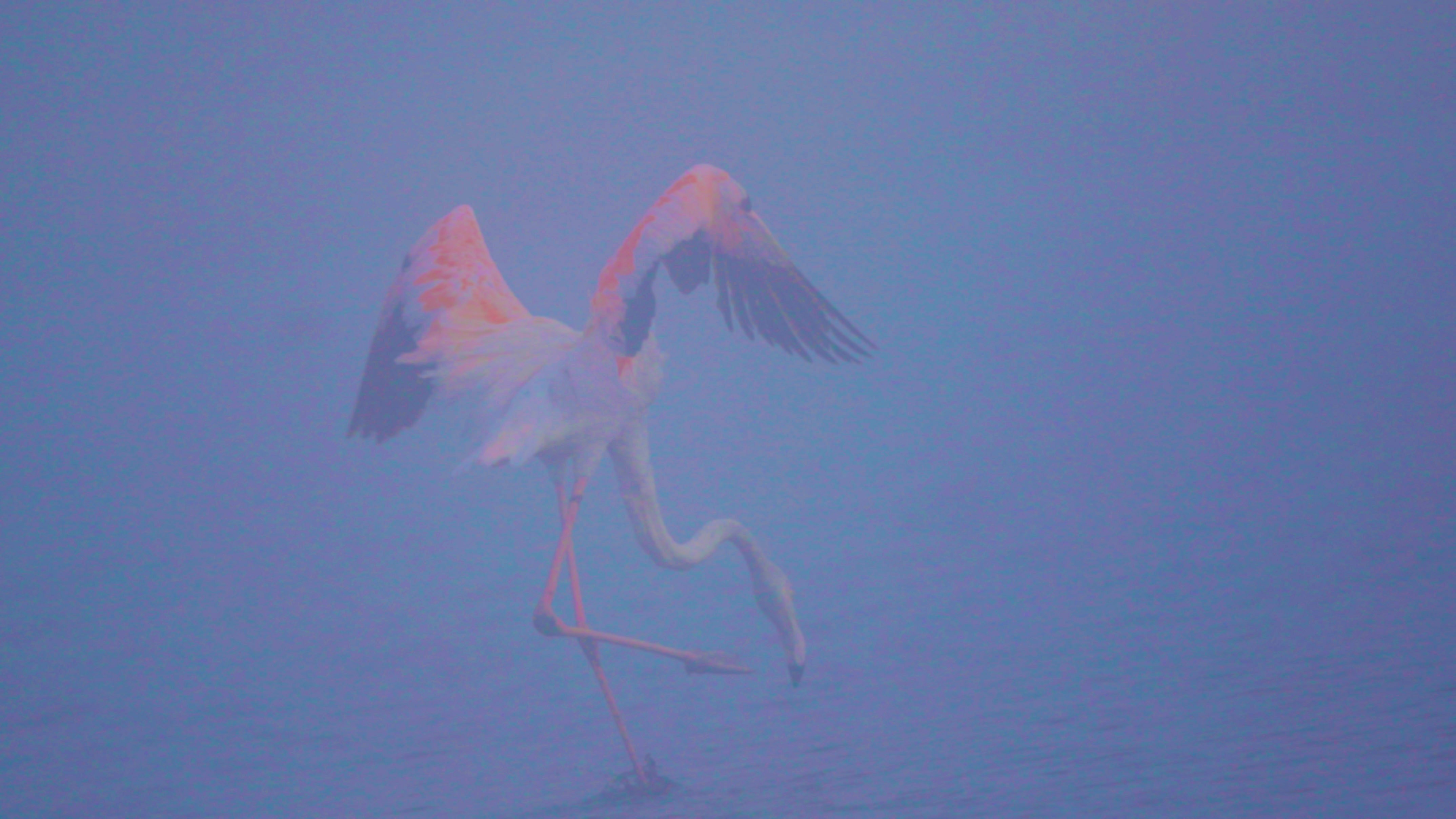 Flamingo