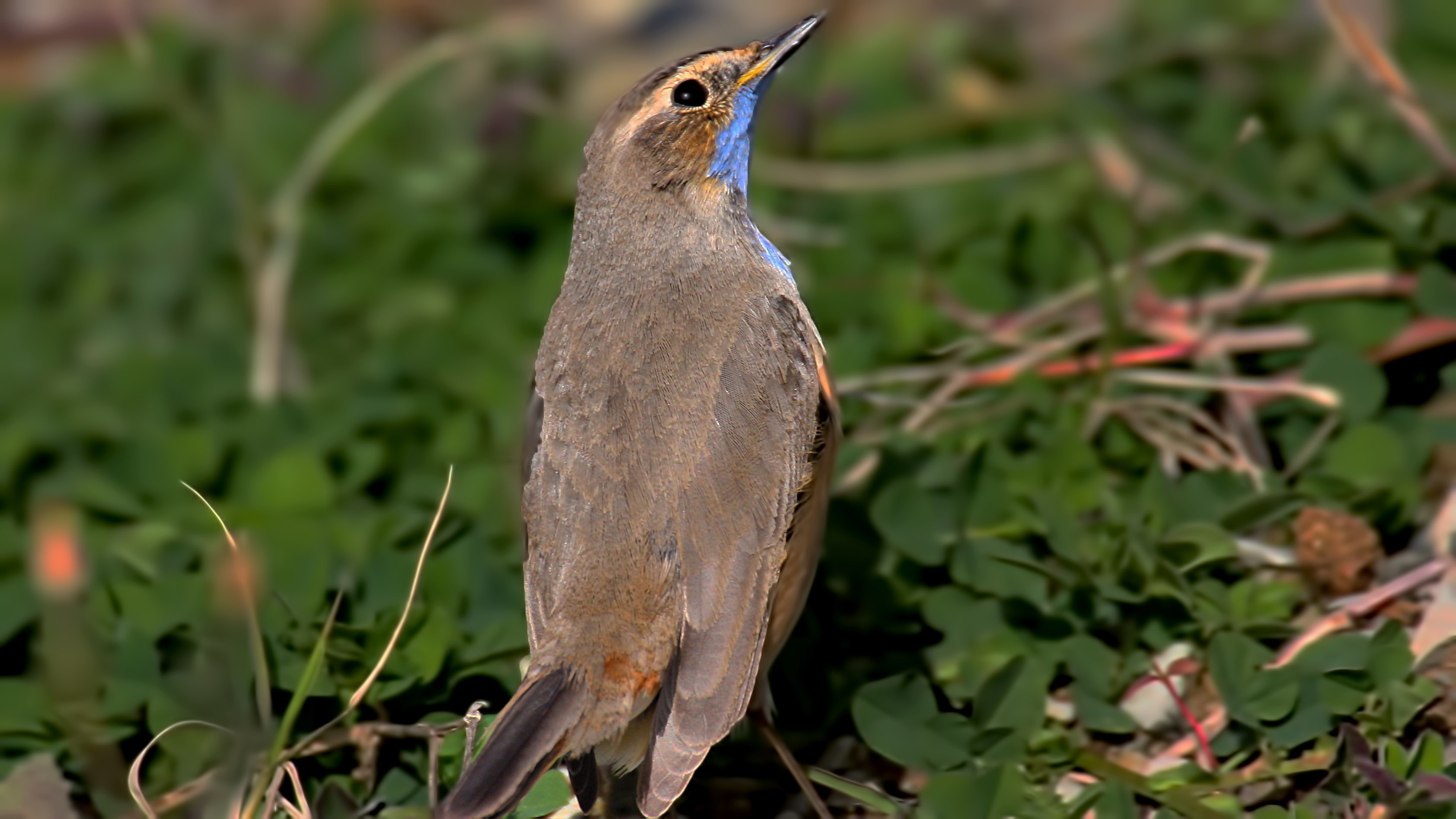 Mavigerdan