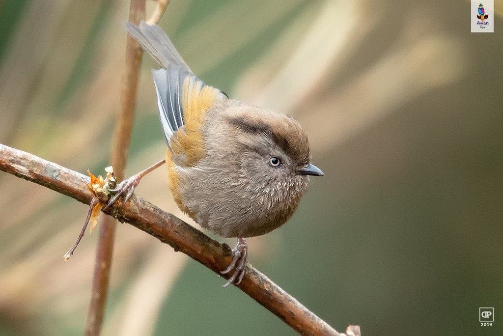 Streak-throated Fulvetta — Ana fotoğraf