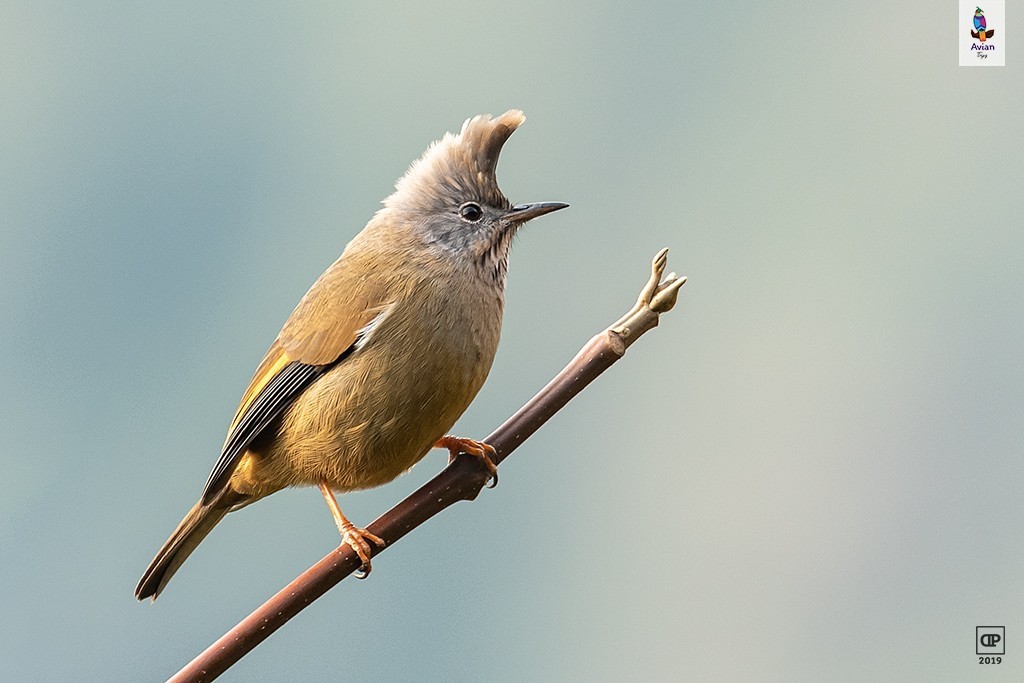 Stripe-throated Yuhina — Ana fotoğraf