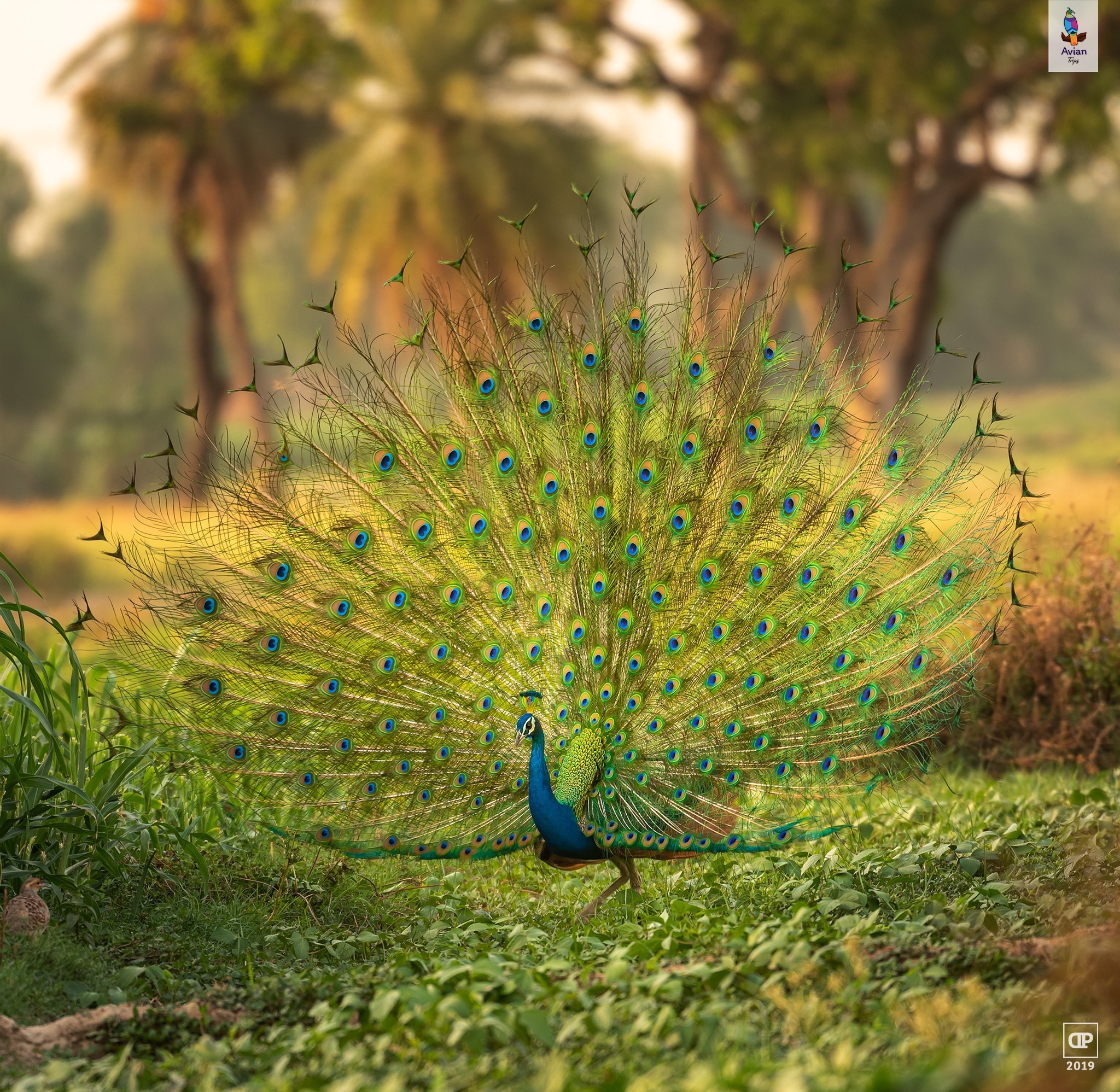 Indian Peafowl