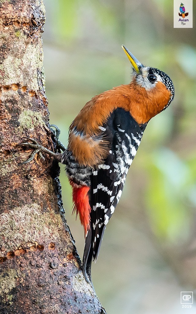 Rufous-bellied Woodpecker — Ana fotoğraf
