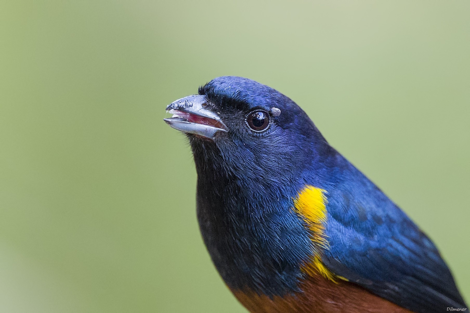Chestnut-bellied Euphonia — Ana fotoğraf