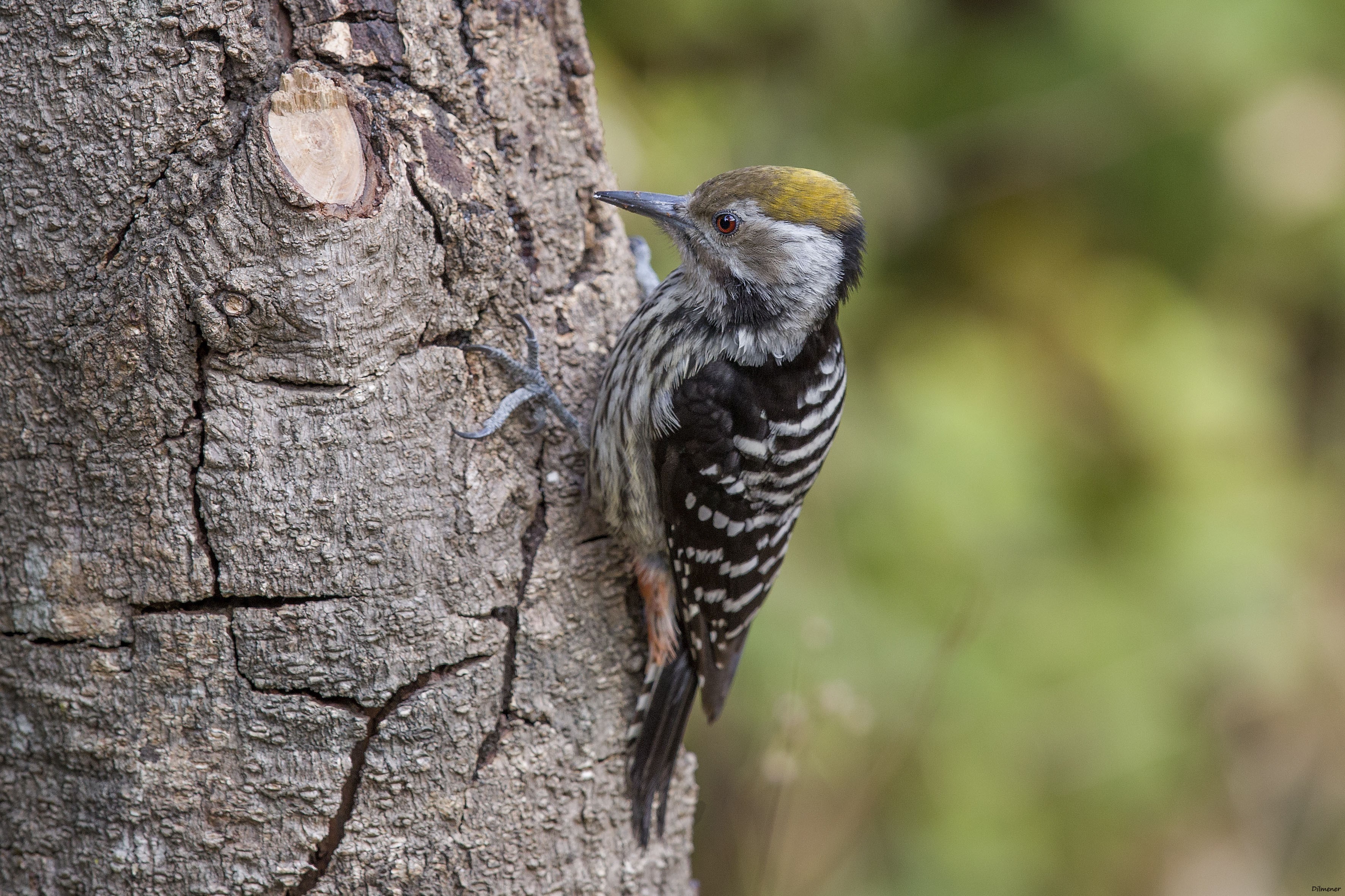 Yellow-crested Woodpecker — Ana fotoğraf