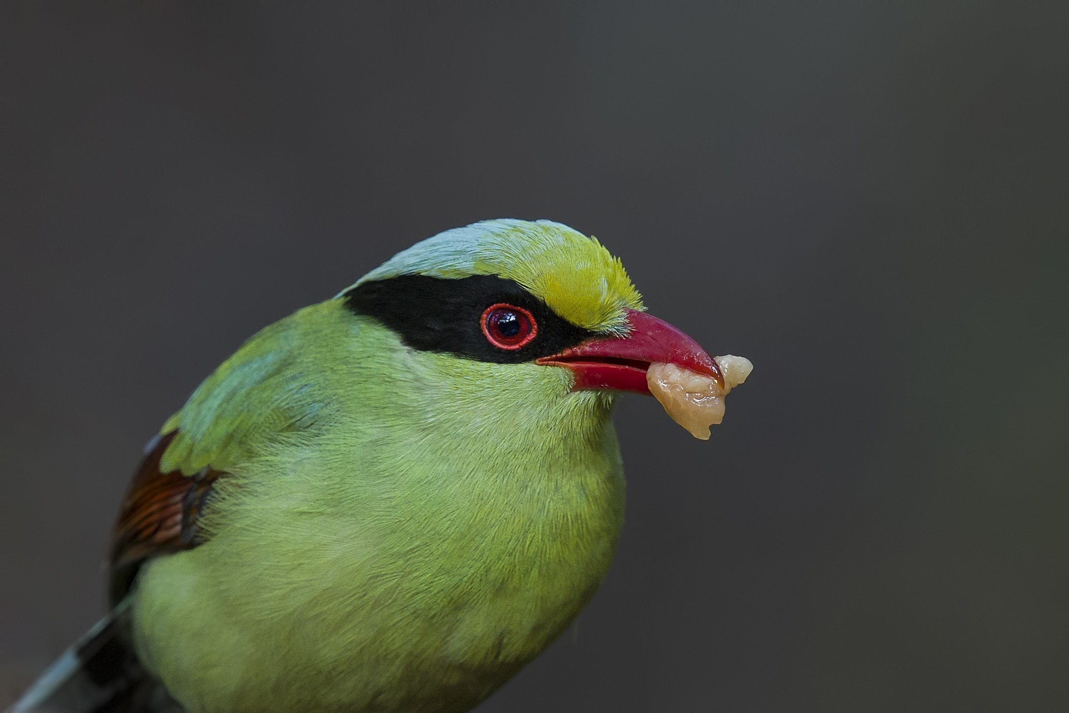 Common Green Magpie