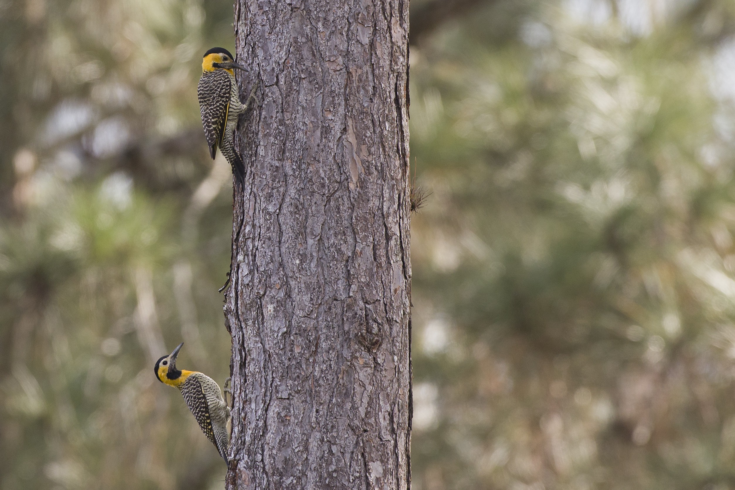 Campo Flicker