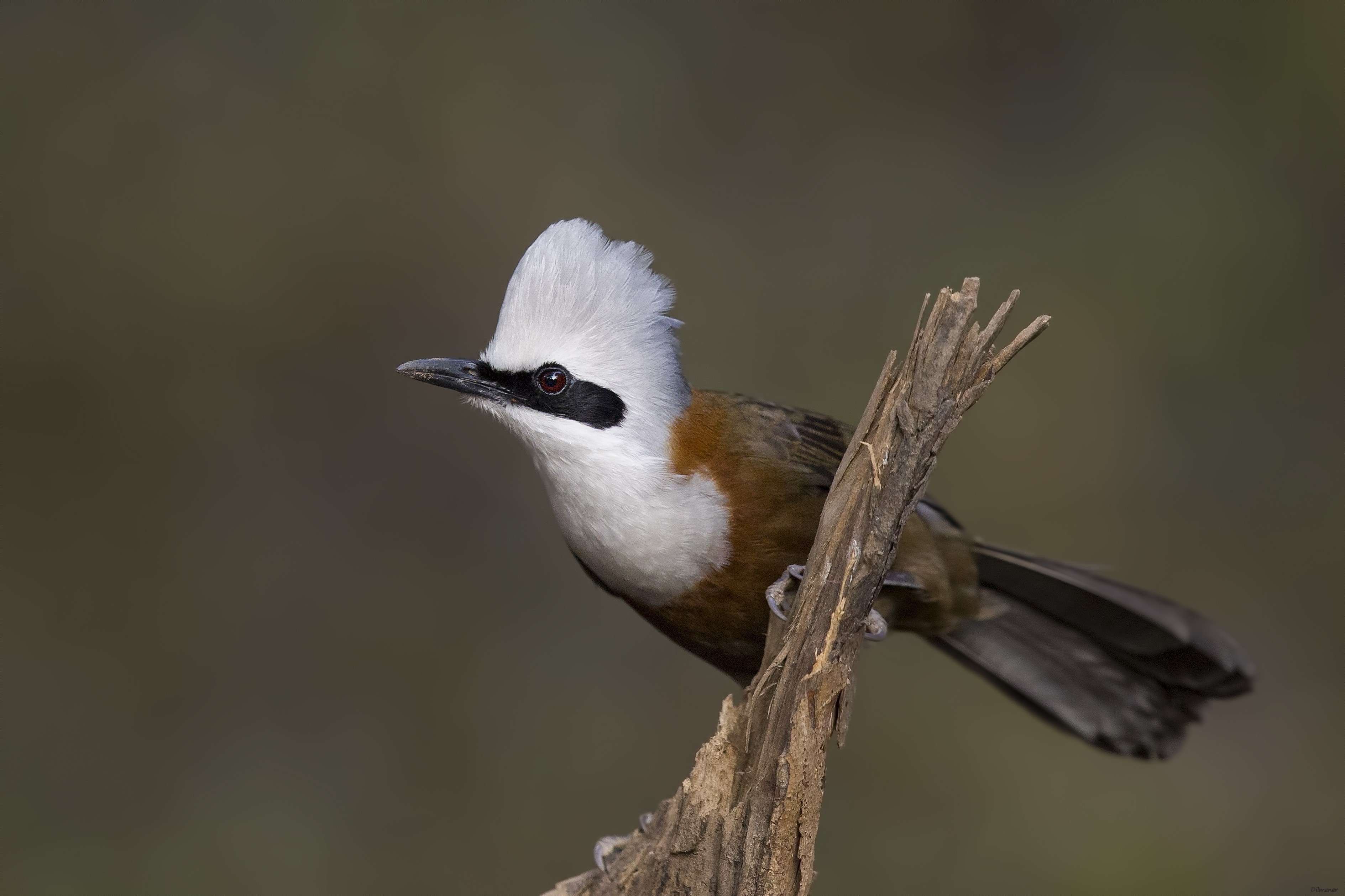 White-crested Laughingthrush — Ana fotoğraf