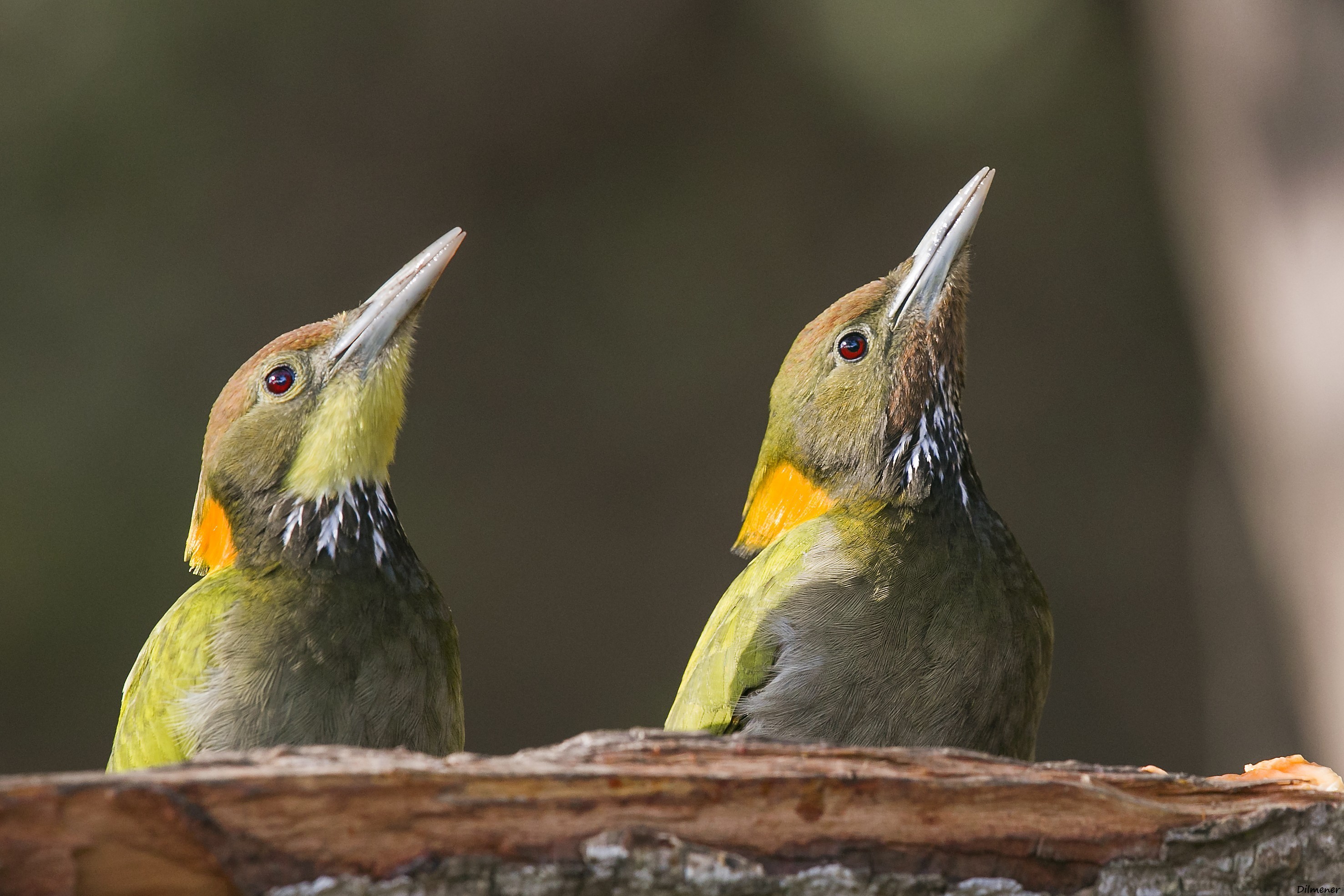 Greater Yellownape